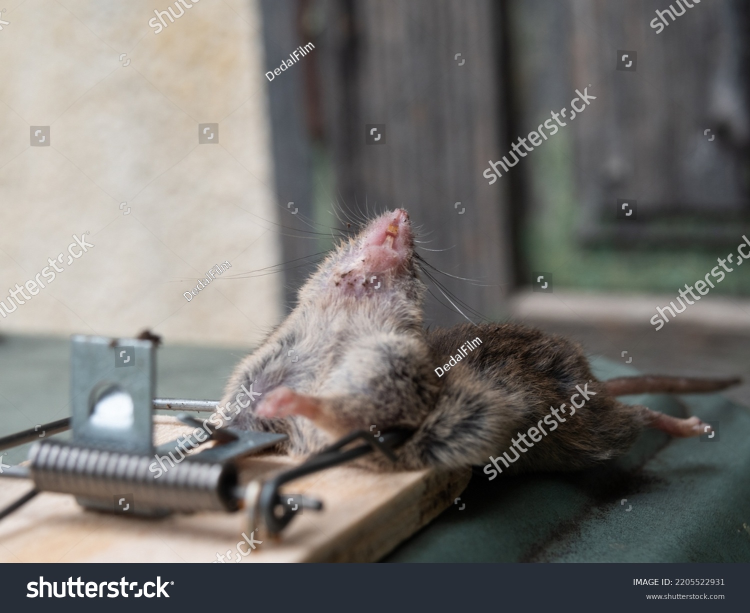 Dead Mouse Mechanical Trap Stock Photo 2205522931 