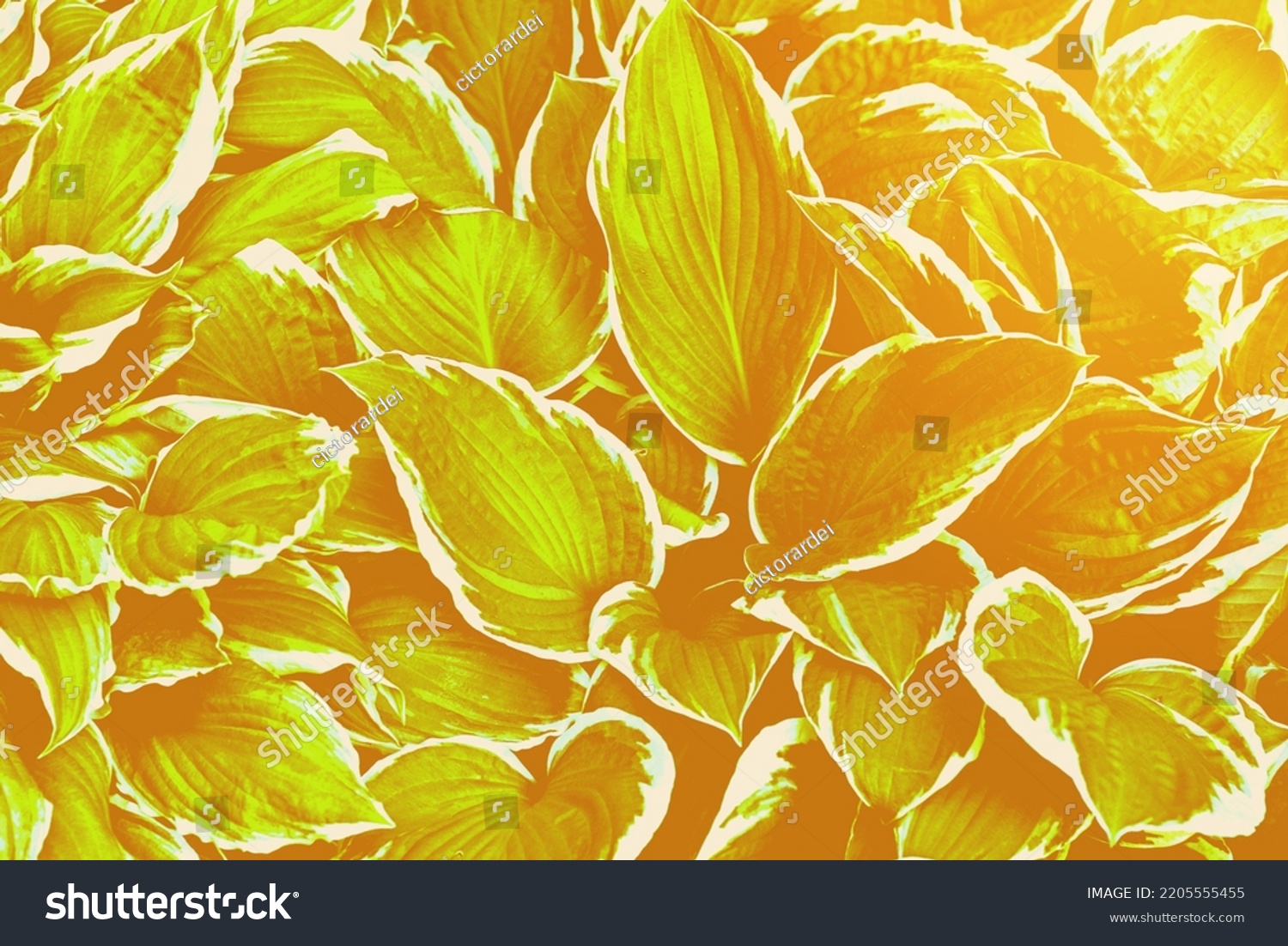 Gold Fortuna Leaf Background Colour Year Stock Photo 2205555455