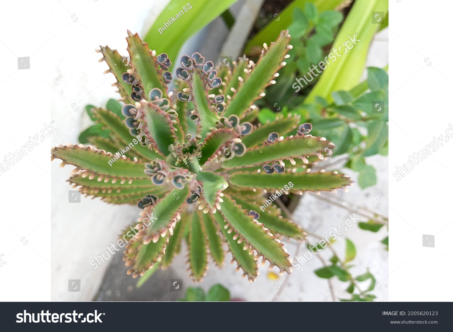 Vegetation Mala Madre Aranto Plant Stock Photo 2205620123 Shutterstock