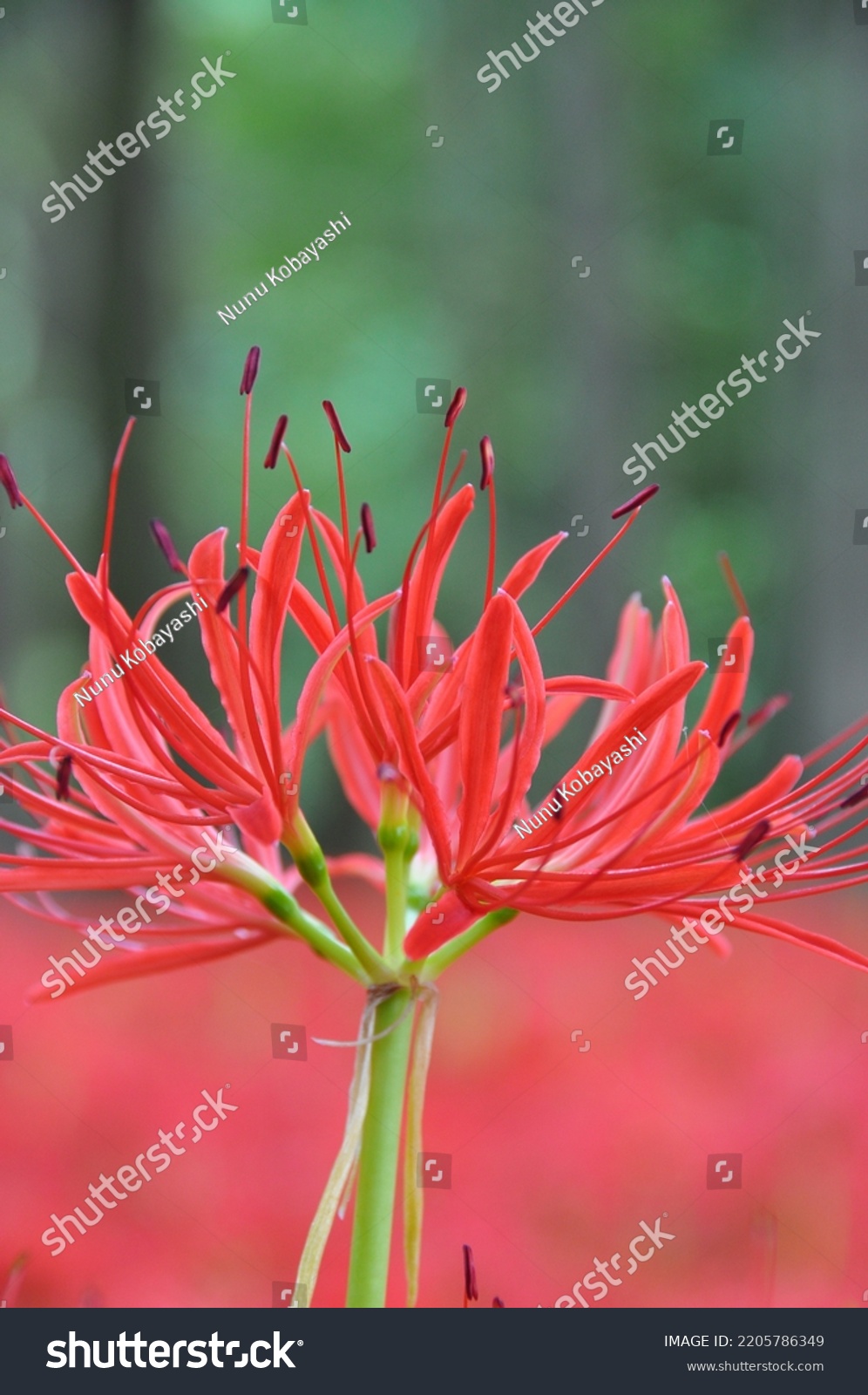 red-spider-lily-scientific-name-lycoris-stock-photo-2205786349