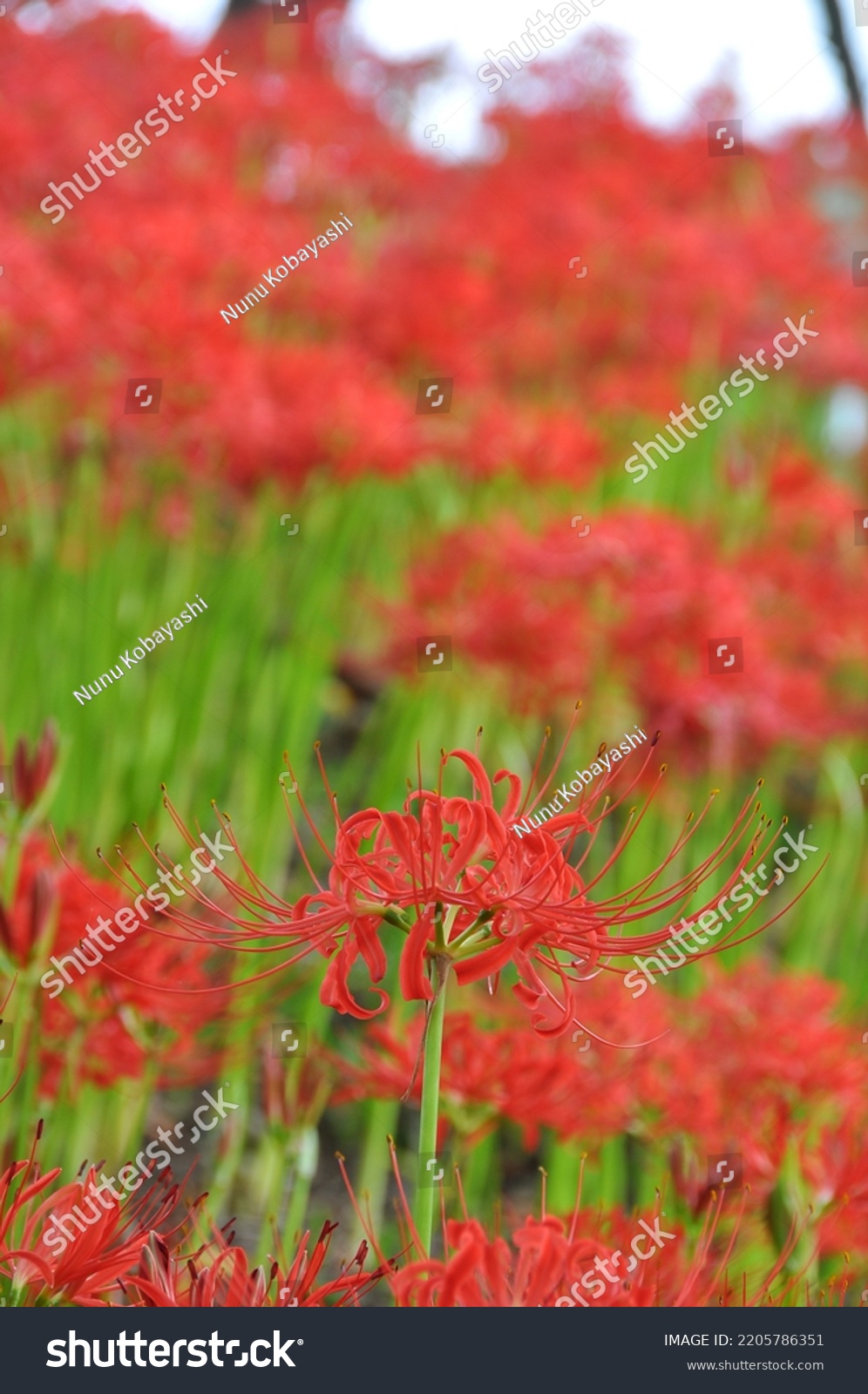 red-spider-lily-scientific-name-lycoris-stock-photo-2205786351