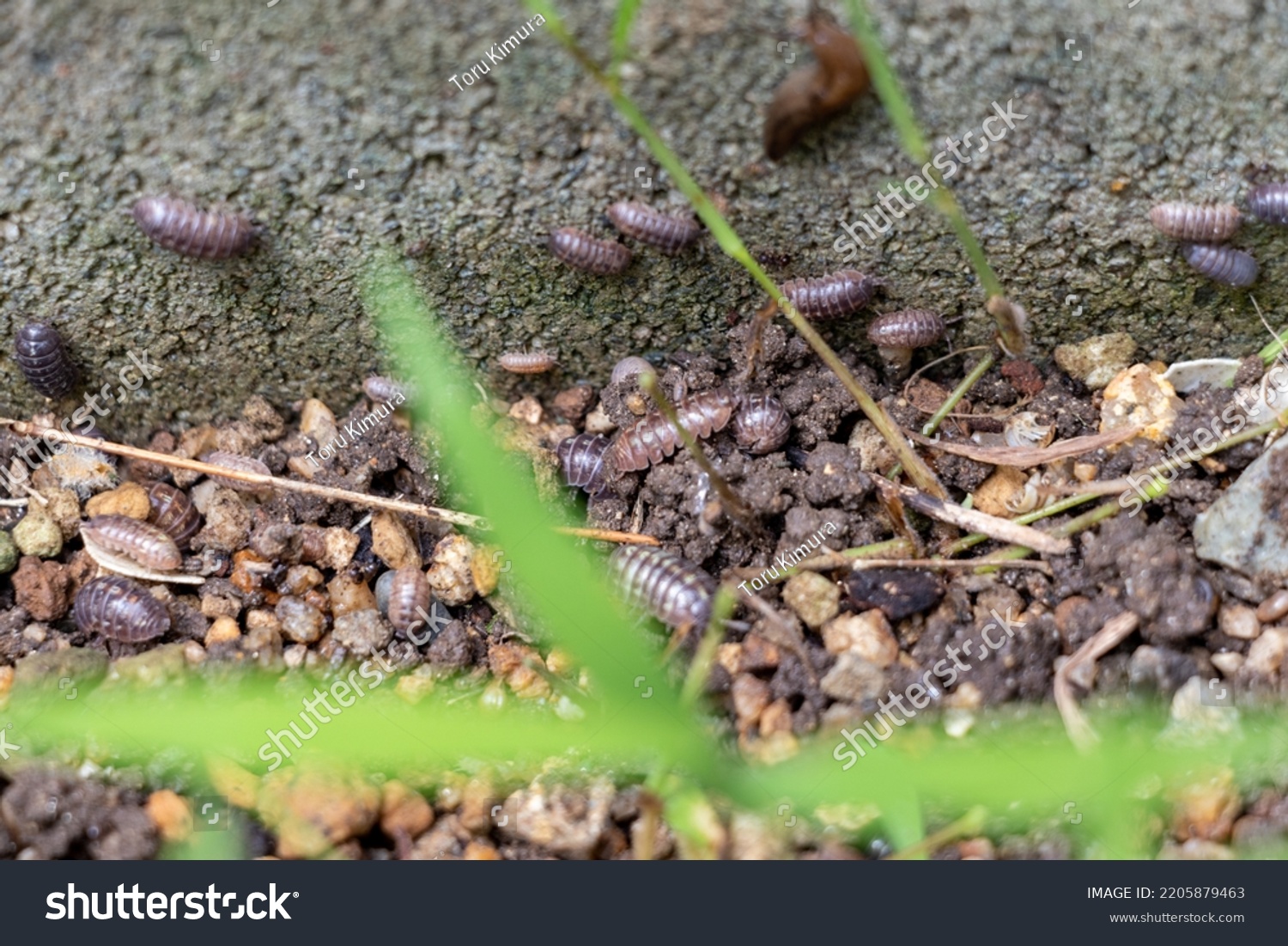 Lots Pill Bugs On Wet Concrete Stock Photo 2205879463 Shutterstock