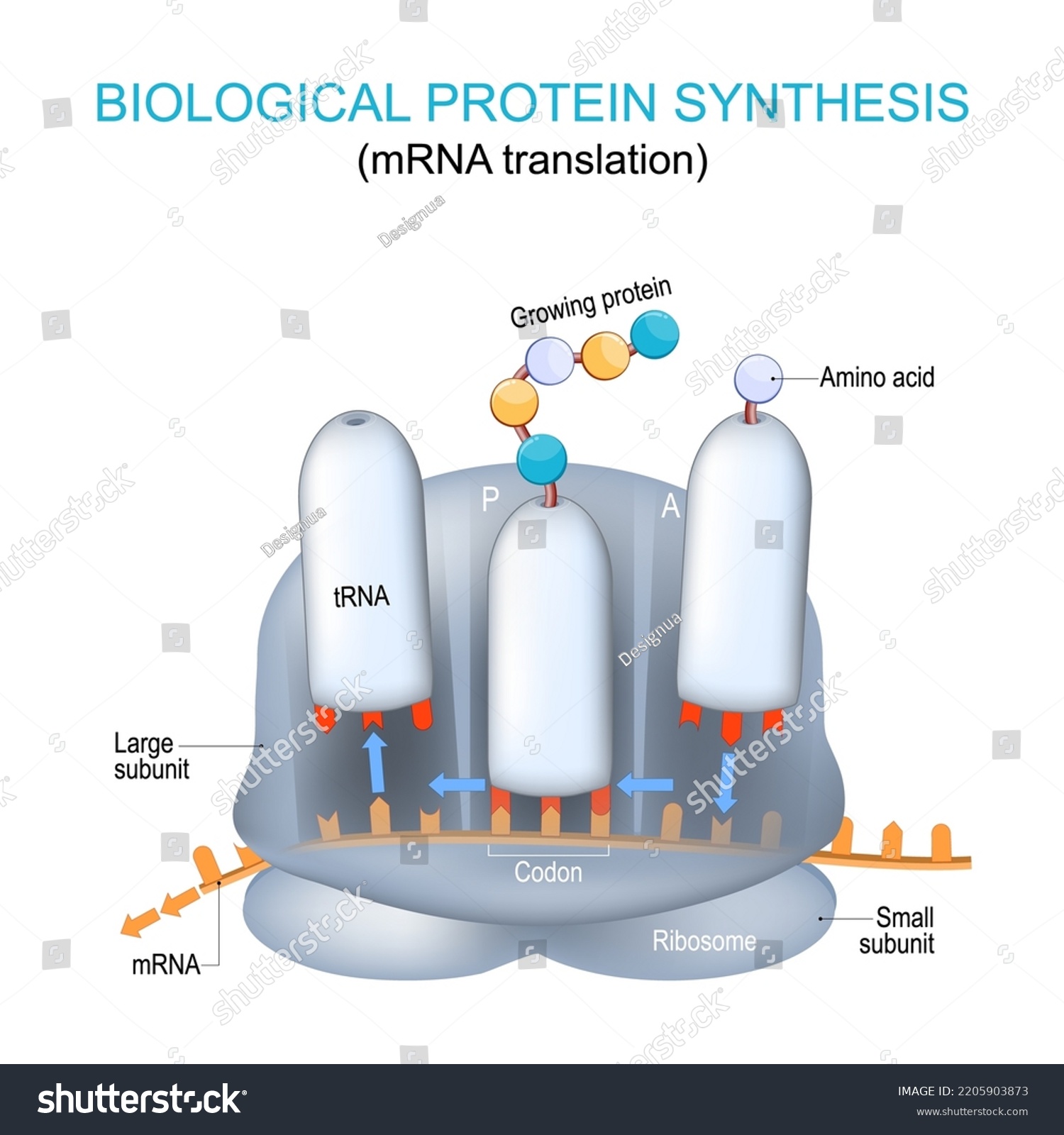 Ribosome Structure Anatomy Biological Protein Synthesis Stock Vector