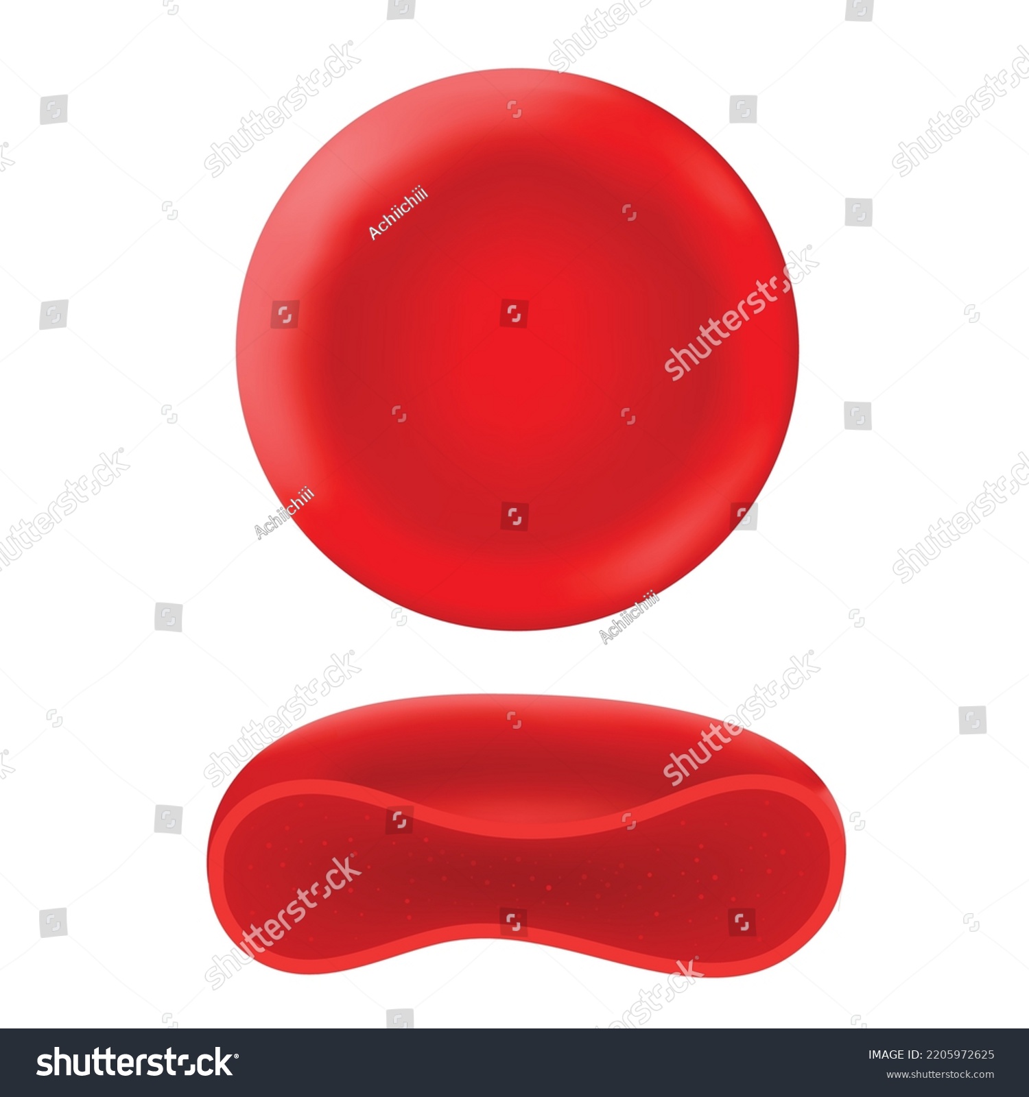 Red Blood Corpuscles Humans Other Animals Stock Vector (Royalty Free ...