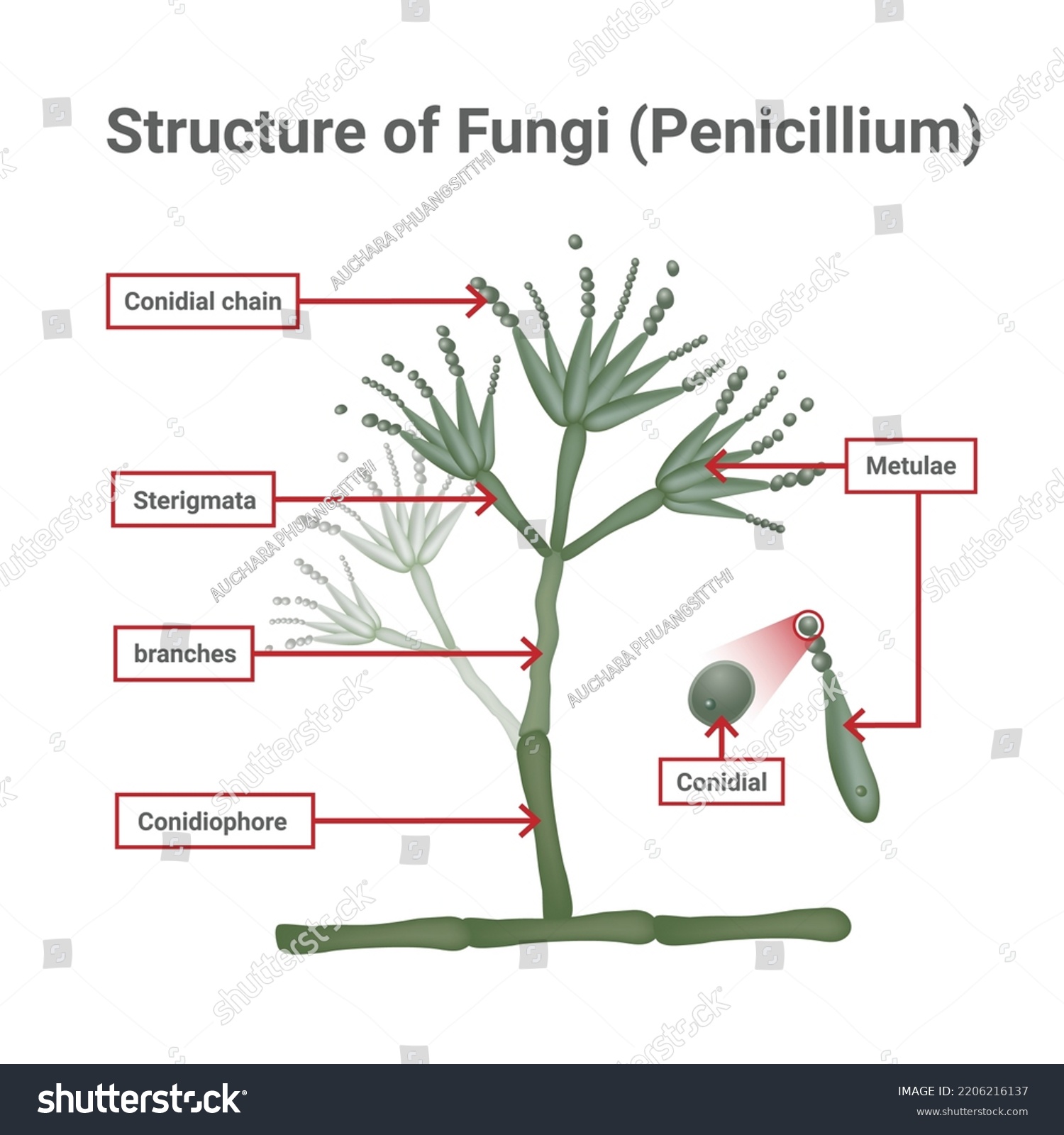 Structure Penicillium Opportunistic Fungi That Cause Stock Vector ...