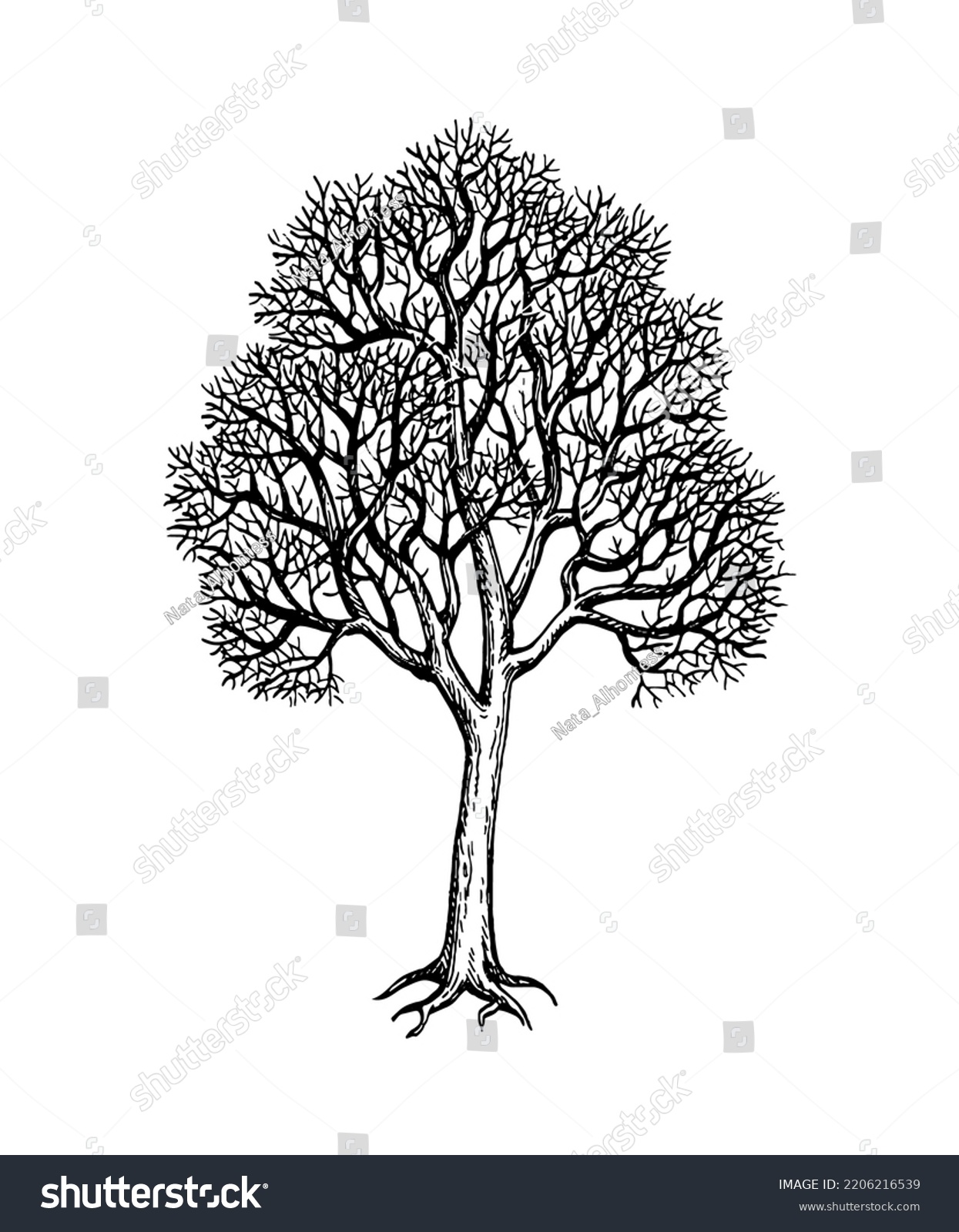 Maple Without Foliage Withered Tree Sketch Stock Vector (Royalty Free ...