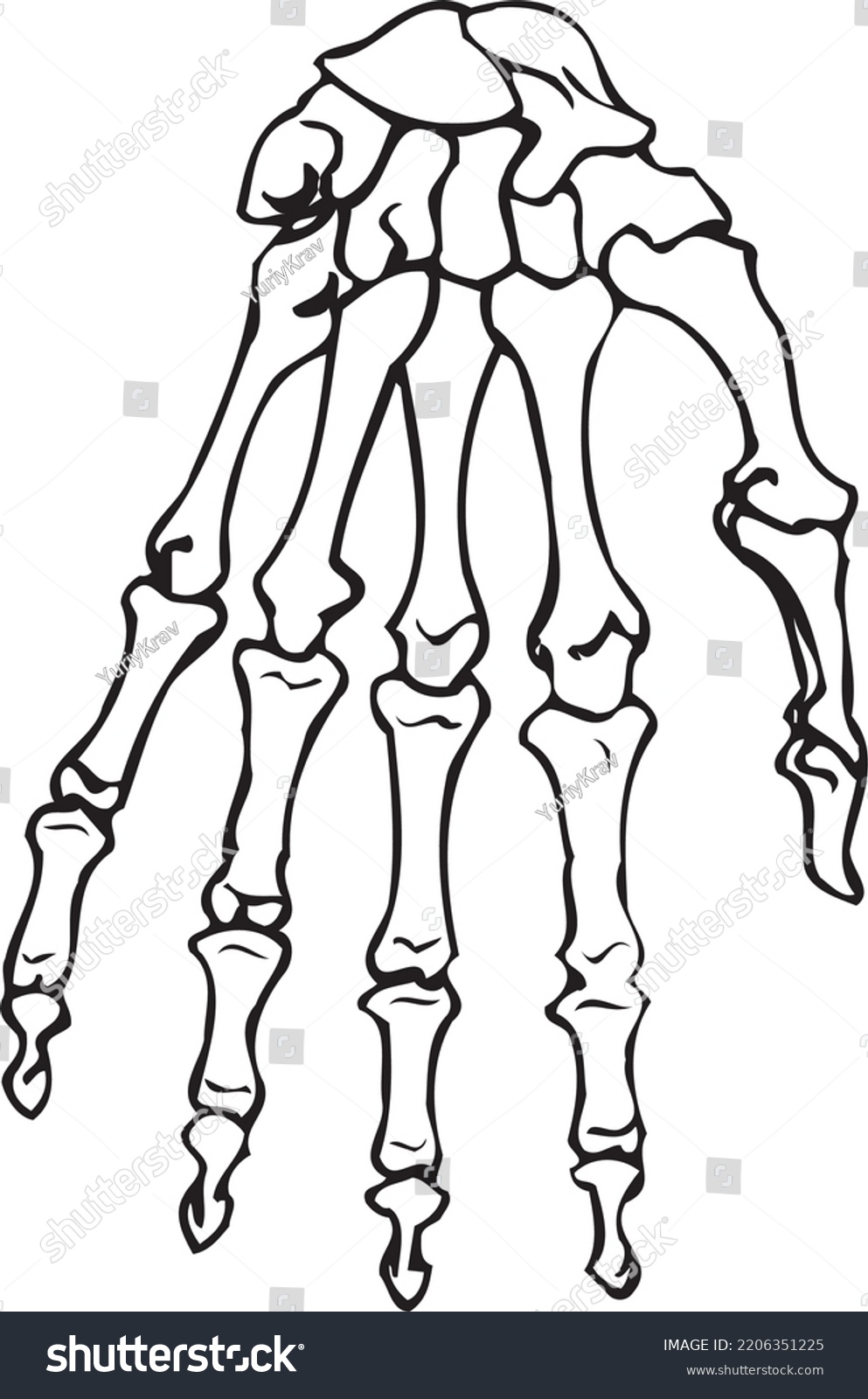 Anatomy Human Skeleton Arm Bones Stock Vector (Royalty Free) 2206351225