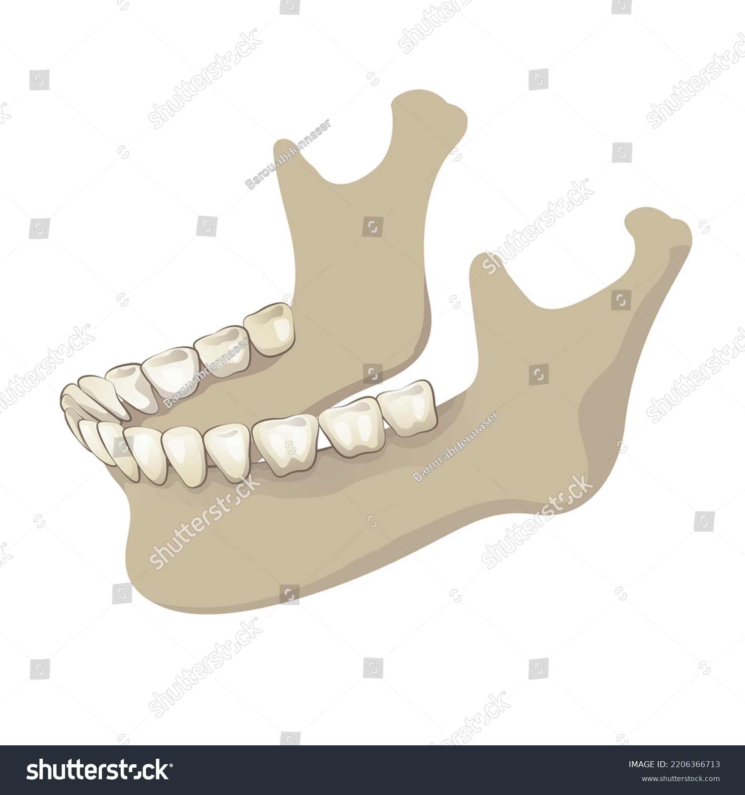 Articular Condyle Articular Mandibular Stock Illustration 2206366713 ...