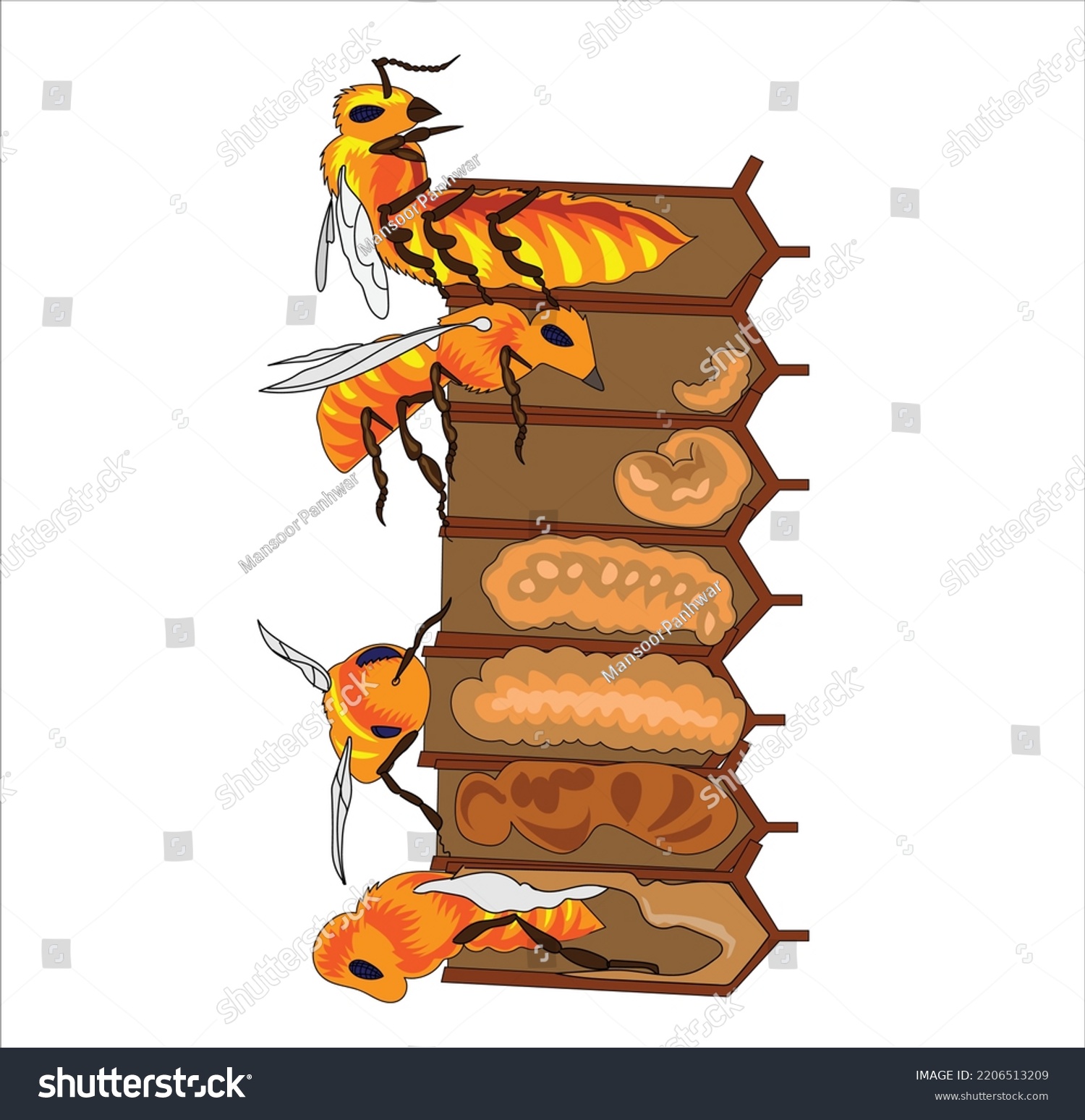 Honey Bee Life Cycle Diagram Egg Stock Vector Royalty Free 2206513209