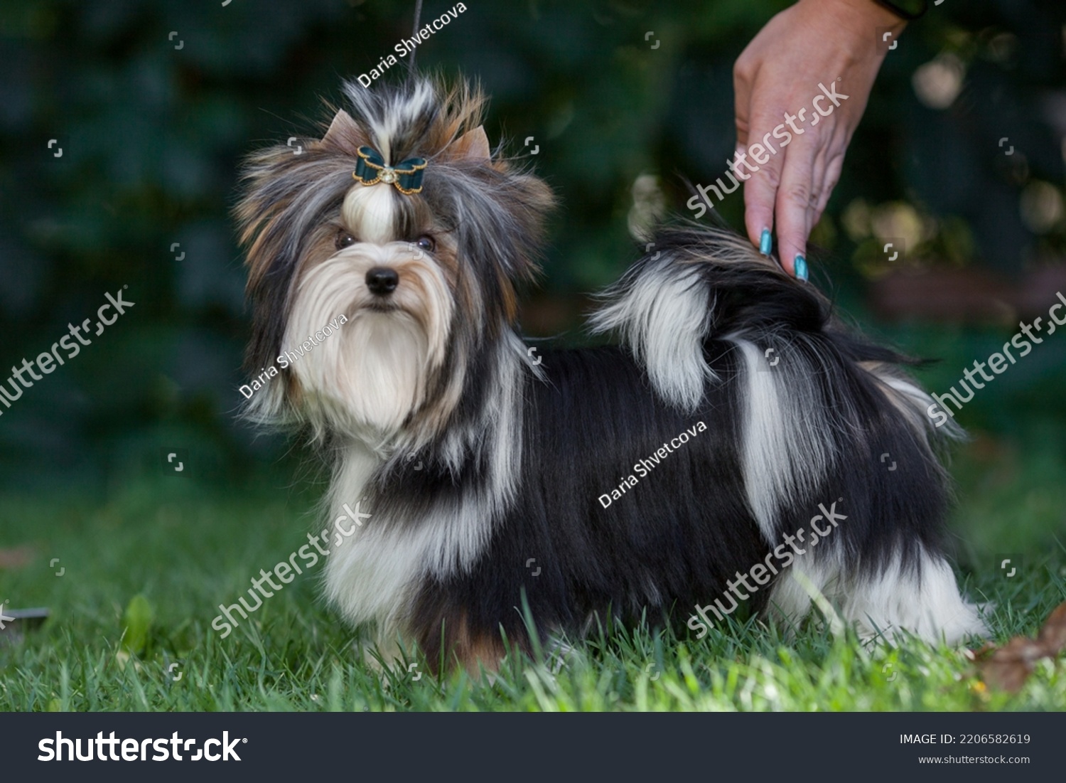 Portrait Dog Biewer Terrier Park Stock Photo 2206582619 | Shutterstock