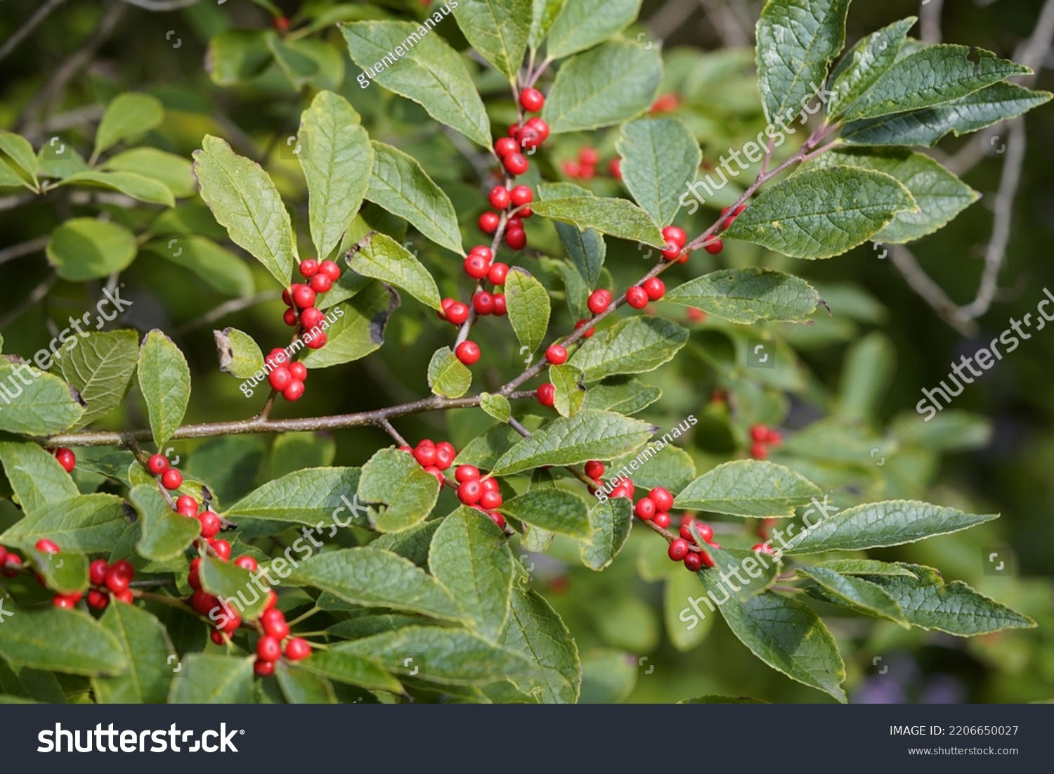 Ilex Verticillata Winterberry Species Holly Native Stock Photo ...