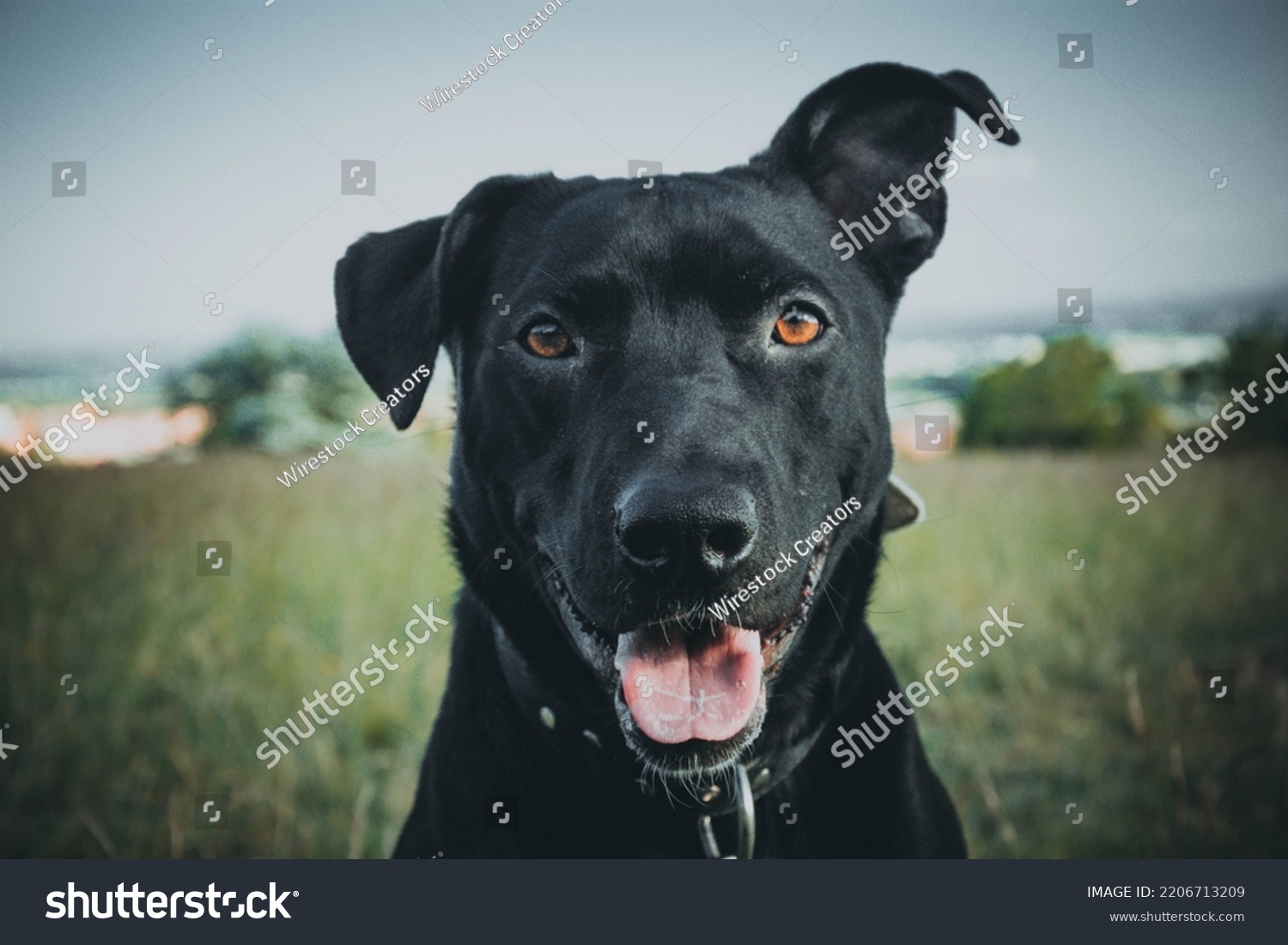 is a majorca shepherd dog a good family dog