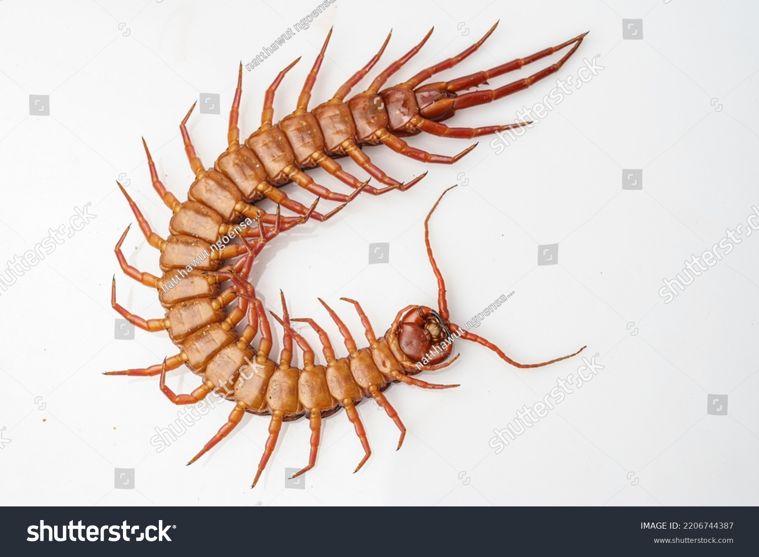 Orange Centipede On White Background Stock Photo 2206744387 