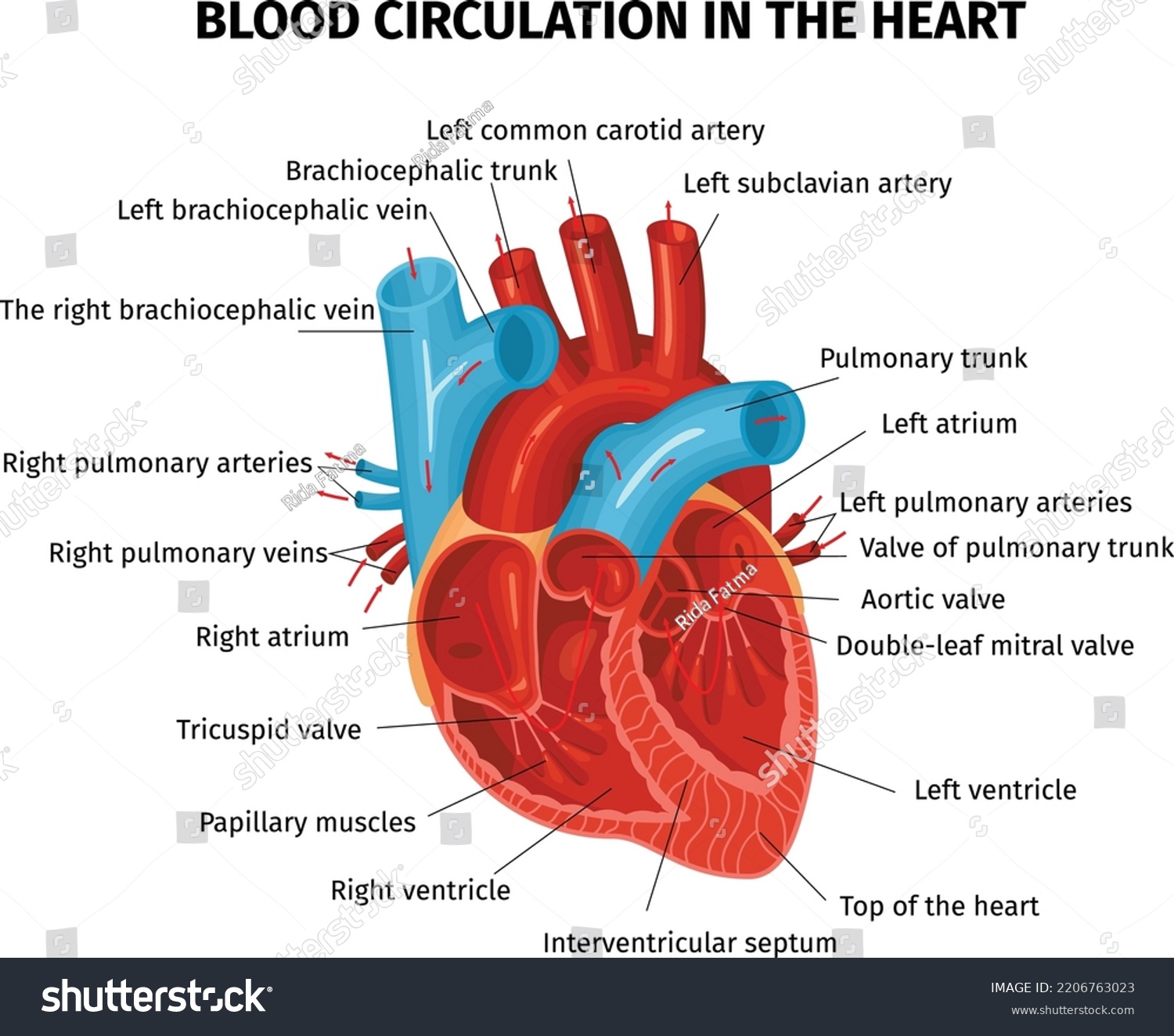 Anatomy Human Heart Plays Major Role Stock Vector (Royalty Free ...