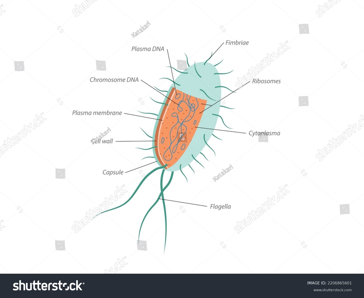 Archaebacteria Inner Outer Anatomical Bacteria Structure Stock Vector ...