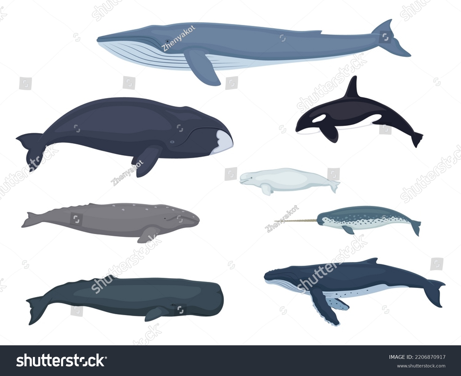 Whale Set Beluga Gray Bowhead Blue Stock Vector (Royalty Free ...