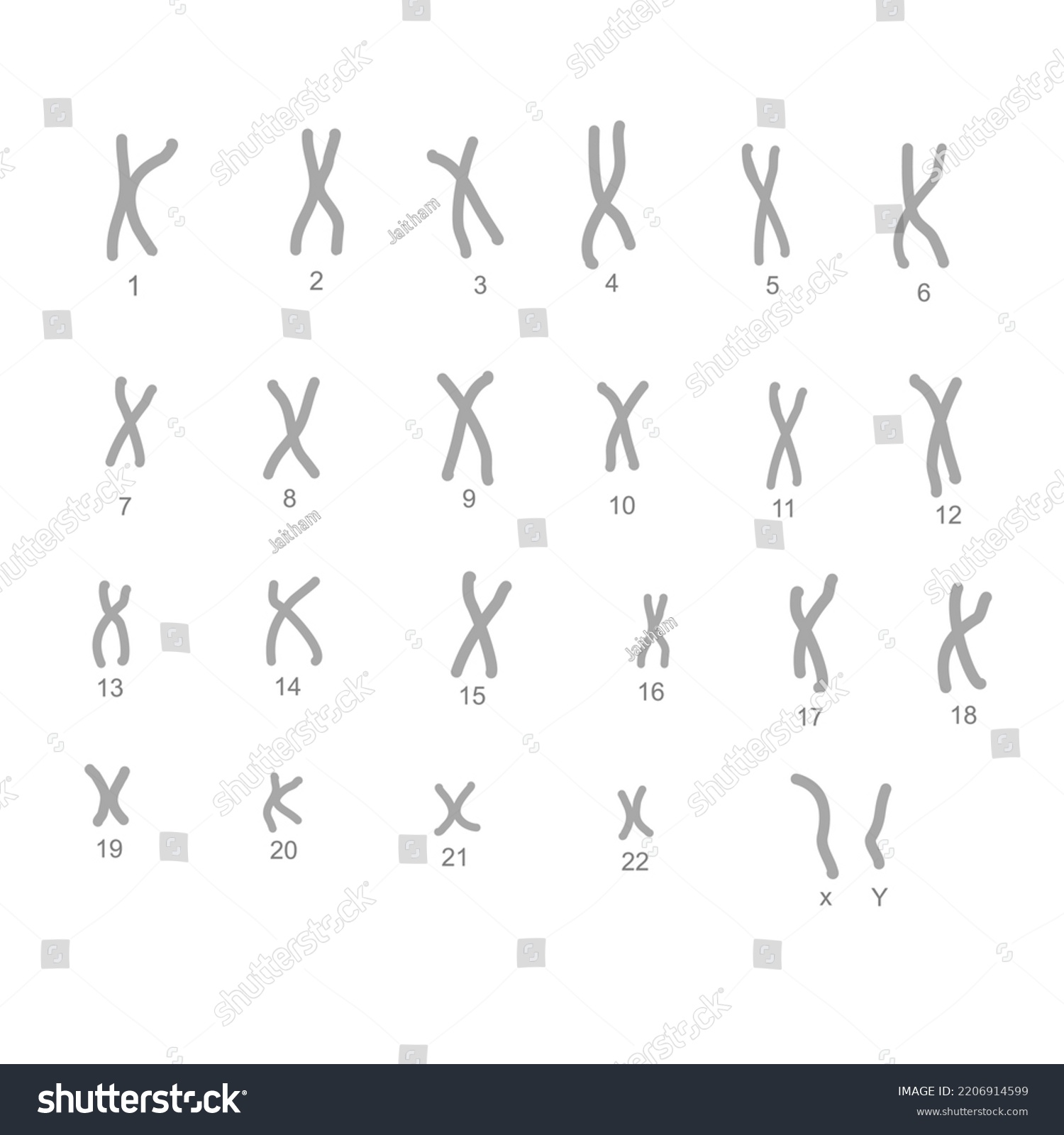 23 Pairs Chromosome Structure Normal One Stock Vector (Royalty Free ...