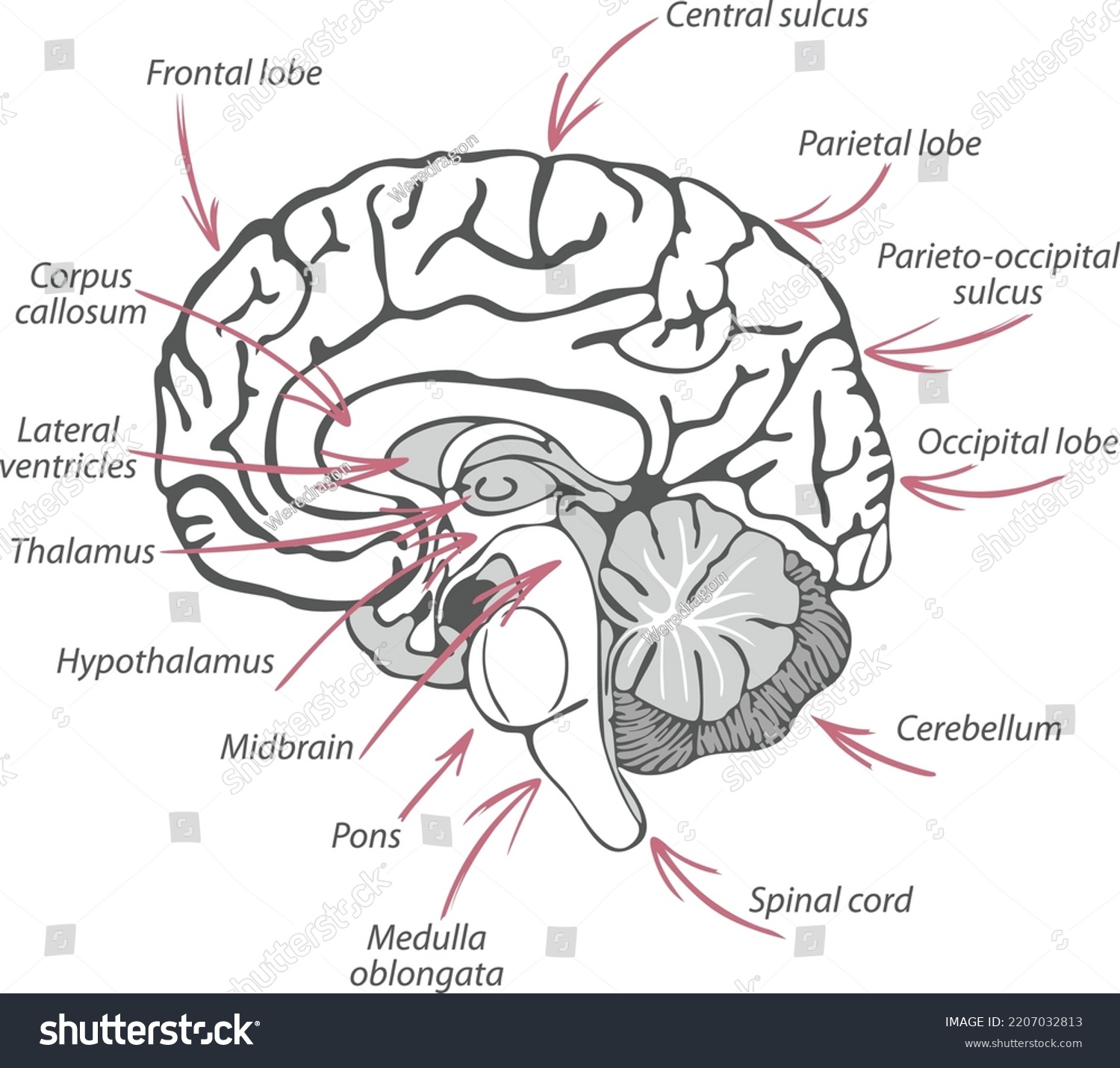 Structure Human Brain Names Sections Vector Stock Vector (Royalty Free ...