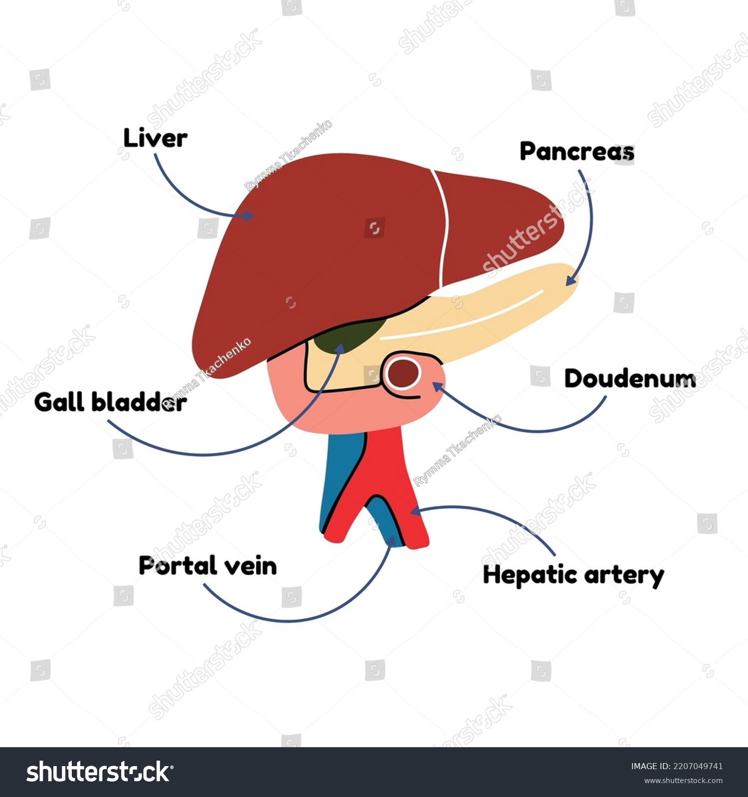 Anatomical Diagram Liver Scheme Human Internal Stock Vector (Royalty ...