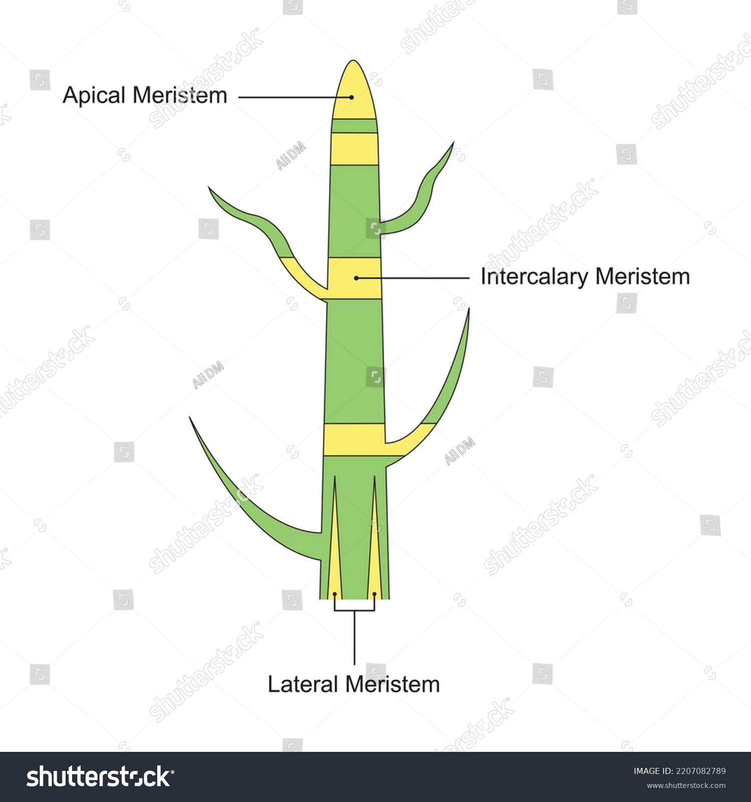 Scientific Designing Meristematic Tissue Tissue Found Stock Vector ...