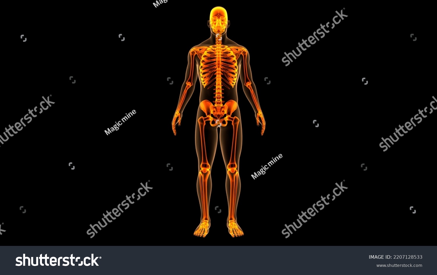 Human Skeleton System Bone Joints Anatomy Stock Illustration 2207128533 ...