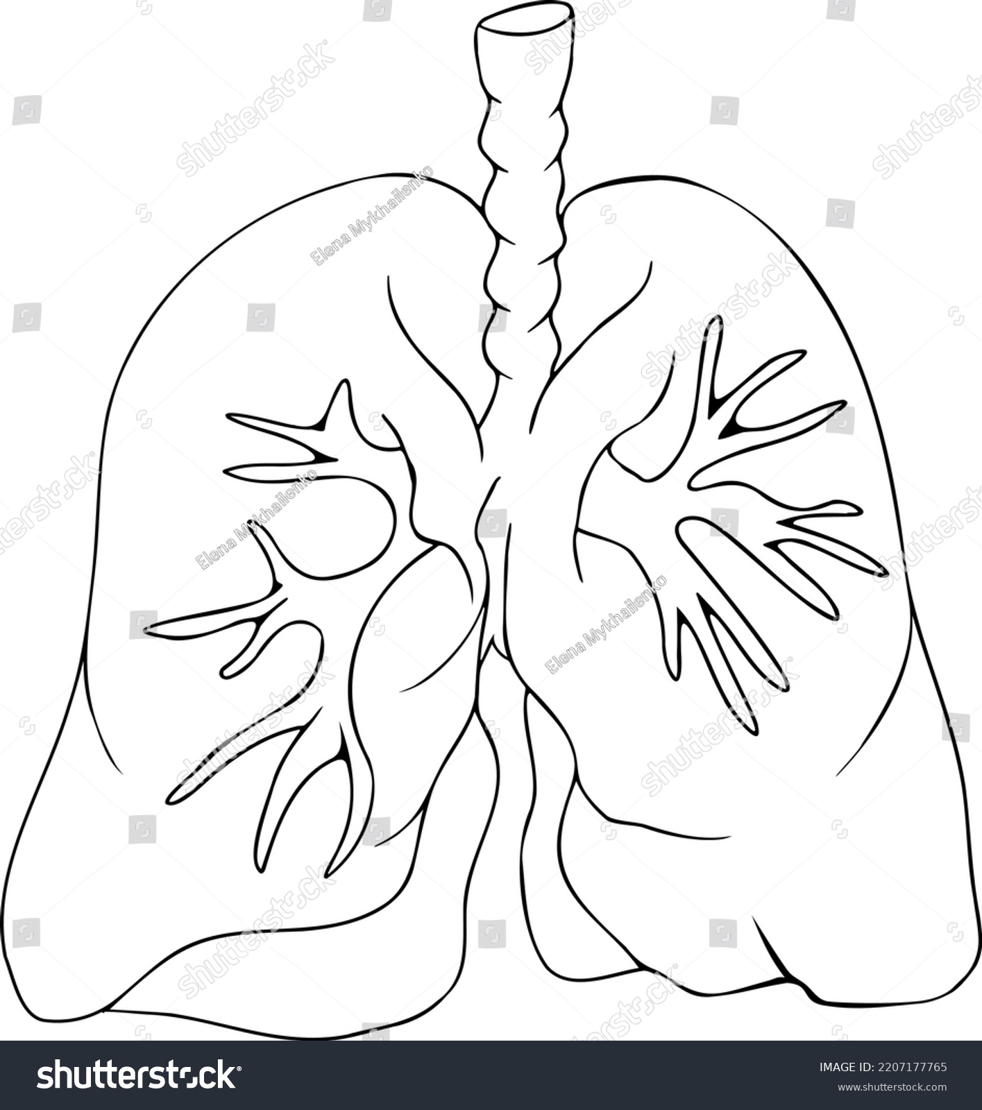 Anatomical Human Lungs Vector Line Icon Stock Vector Royalty Free