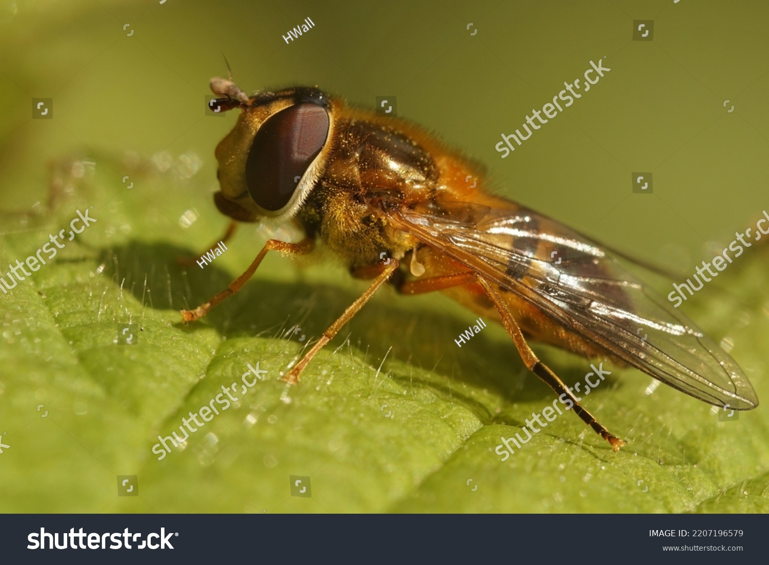 1,343 Hoverfly Species Images, Stock Photos & Vectors 