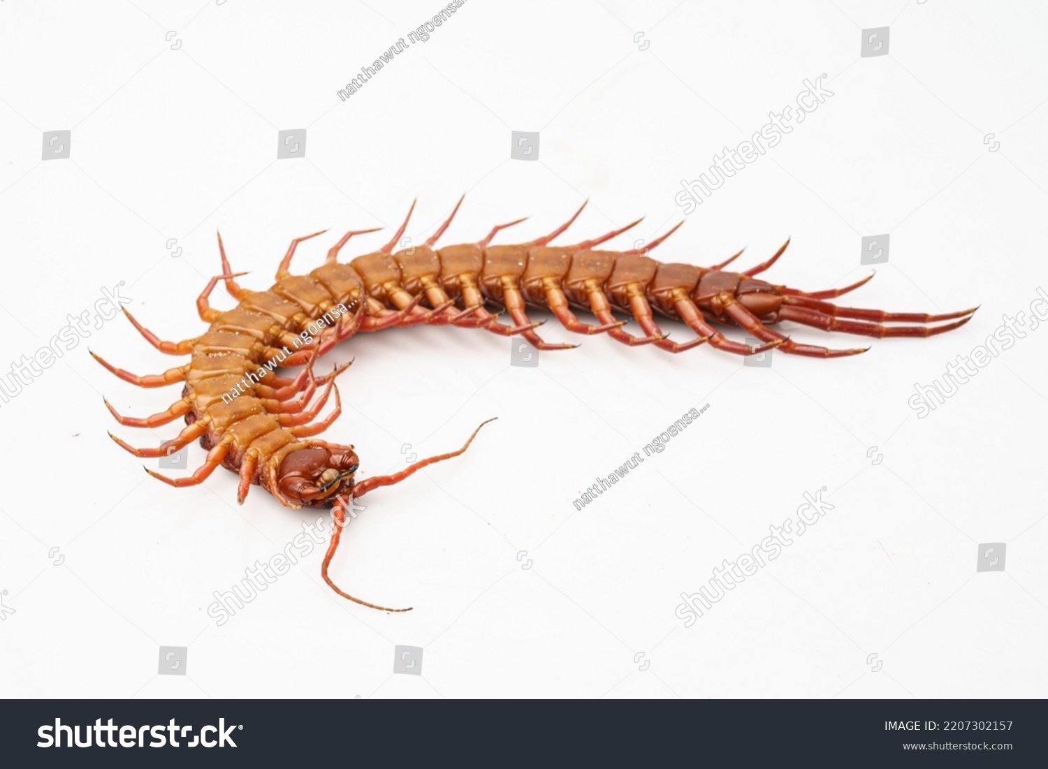 Orange Centipede On White Background Stock Photo 2207302157 | Shutterstock