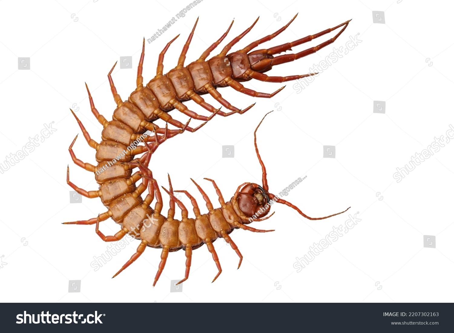 Orange Centipede On White Background Stock Photo 2207302163 | Shutterstock