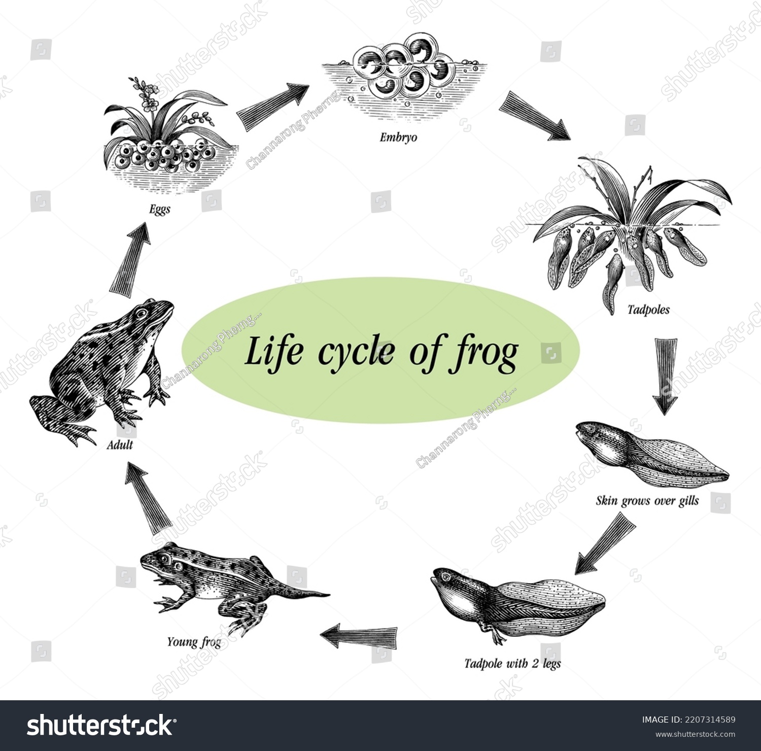 Life Cycle Frog Hand Drawing Engraving Stock Vector (Royalty Free ...