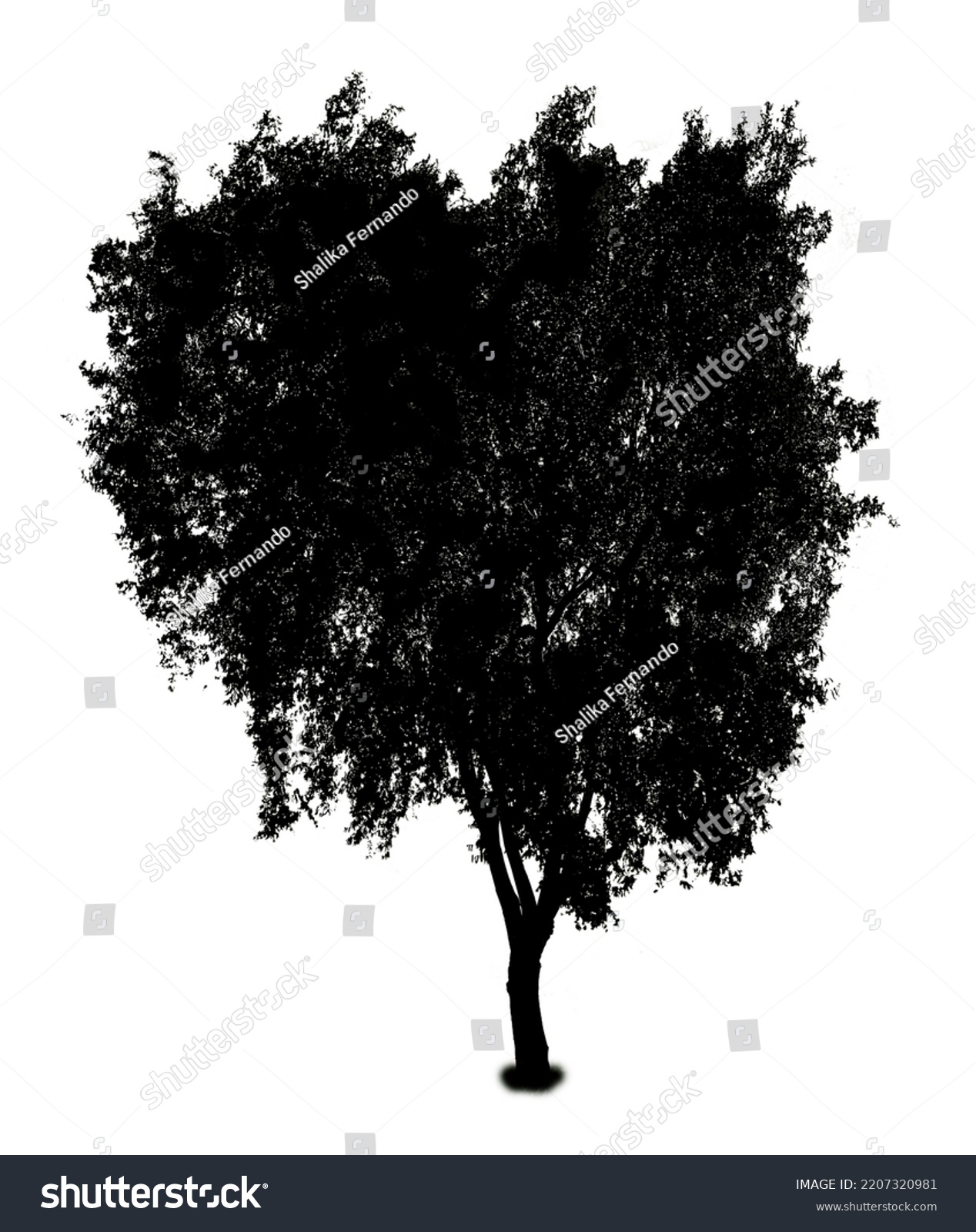 Tree Silhouette On White Background Isolated Stock Photo 2207320981 ...