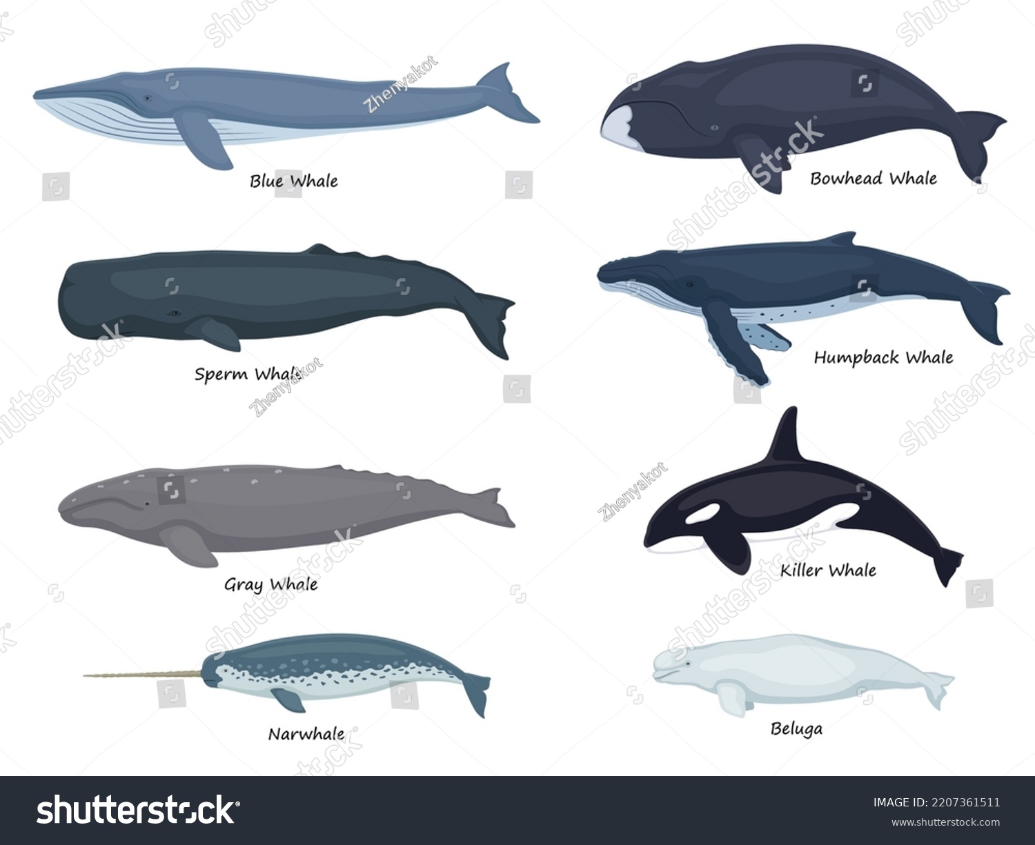 Set Whales Inscriptions Vector Illustration Beluga Stock Vector ...