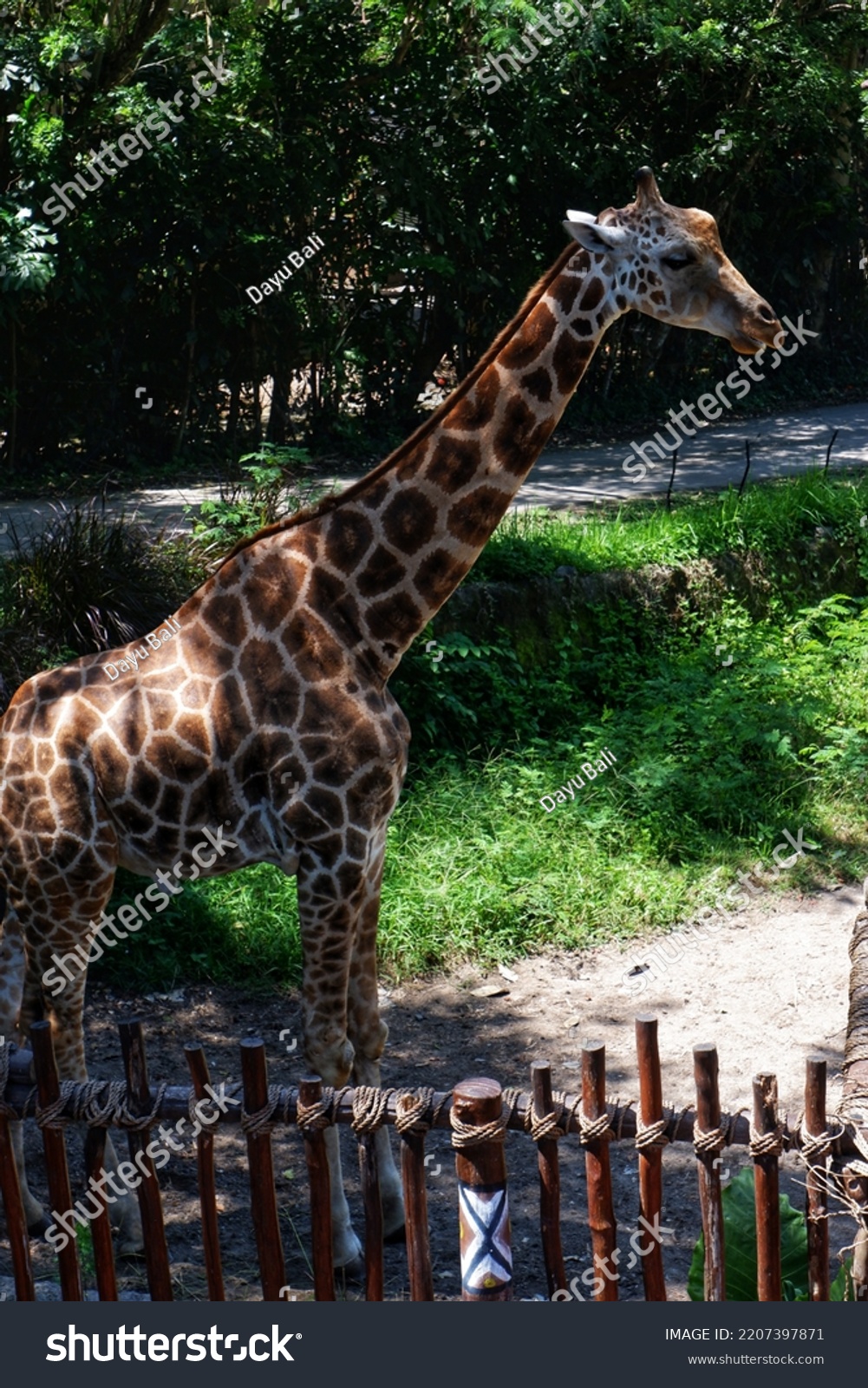 Giraffes Zoo Located Bali Indonesia Stock Photo 2207397871 | Shutterstock