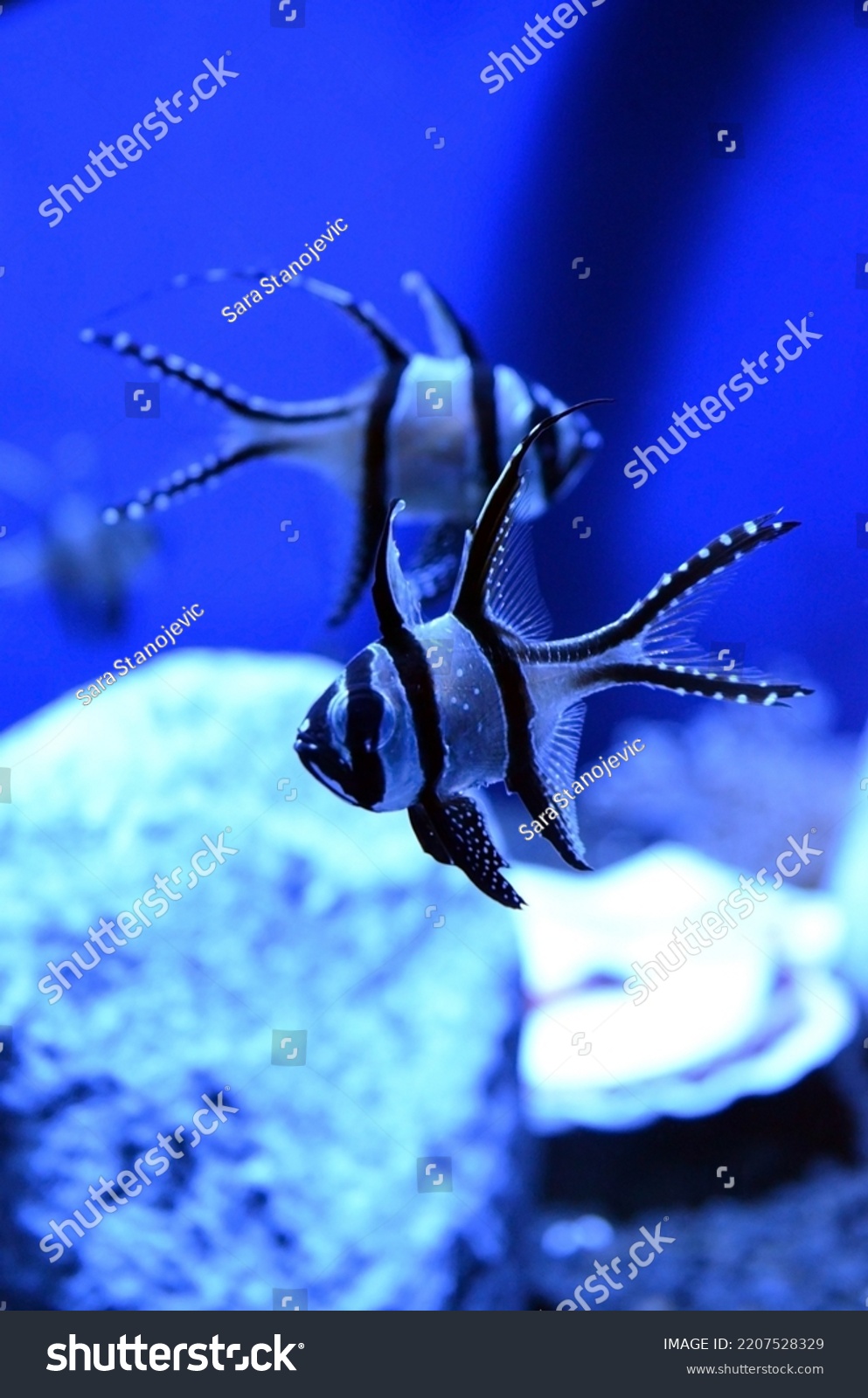 blue cardinal fish