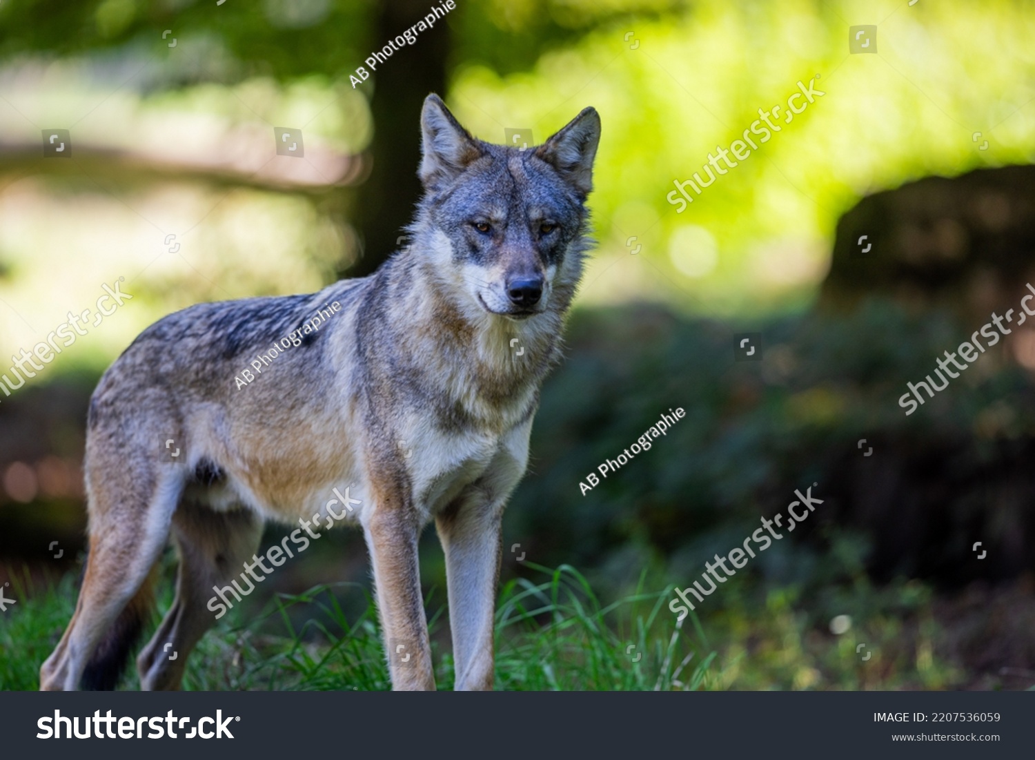 Portrait Gray Wolf Forest Stock Photo 2207536059 Shutterstock