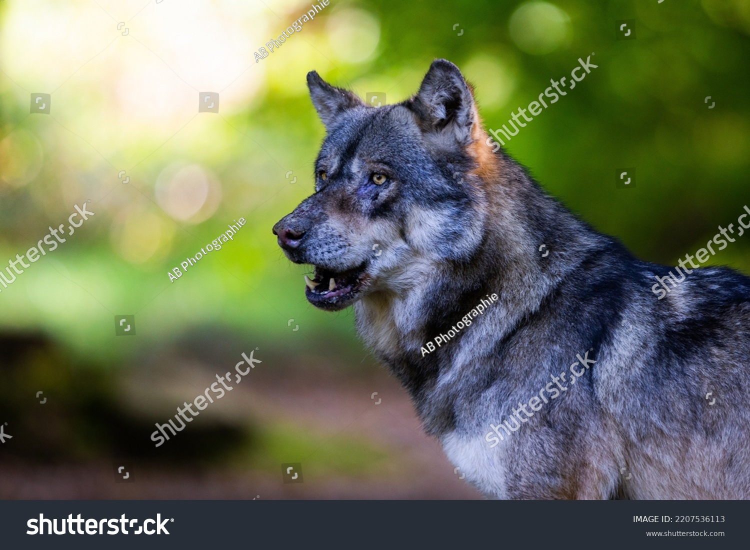 Portrait Gray Wolf Forest Stock Photo 2207536113 Shutterstock