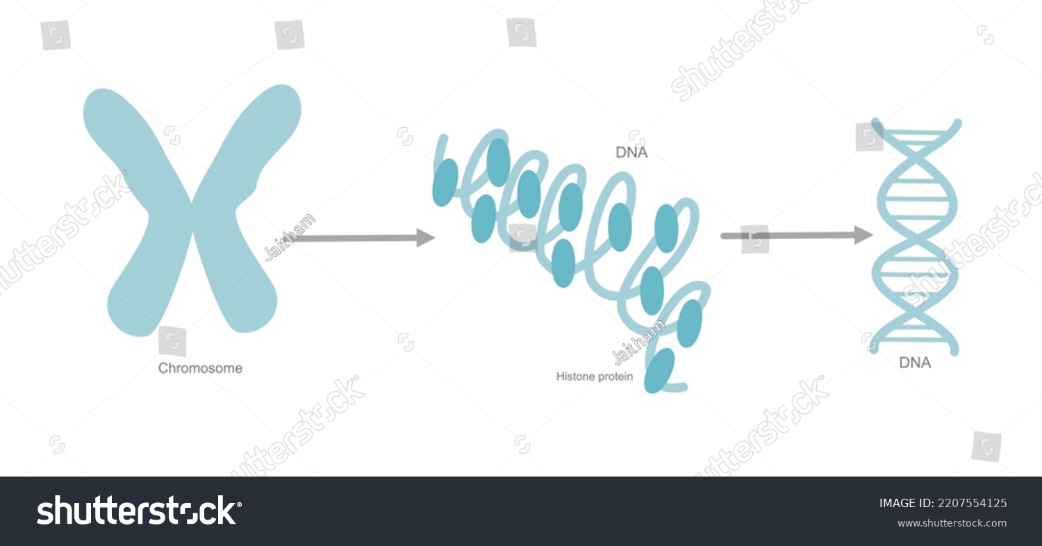 Chromosome Molecule Contains Genetic Material That Stock Vector ...