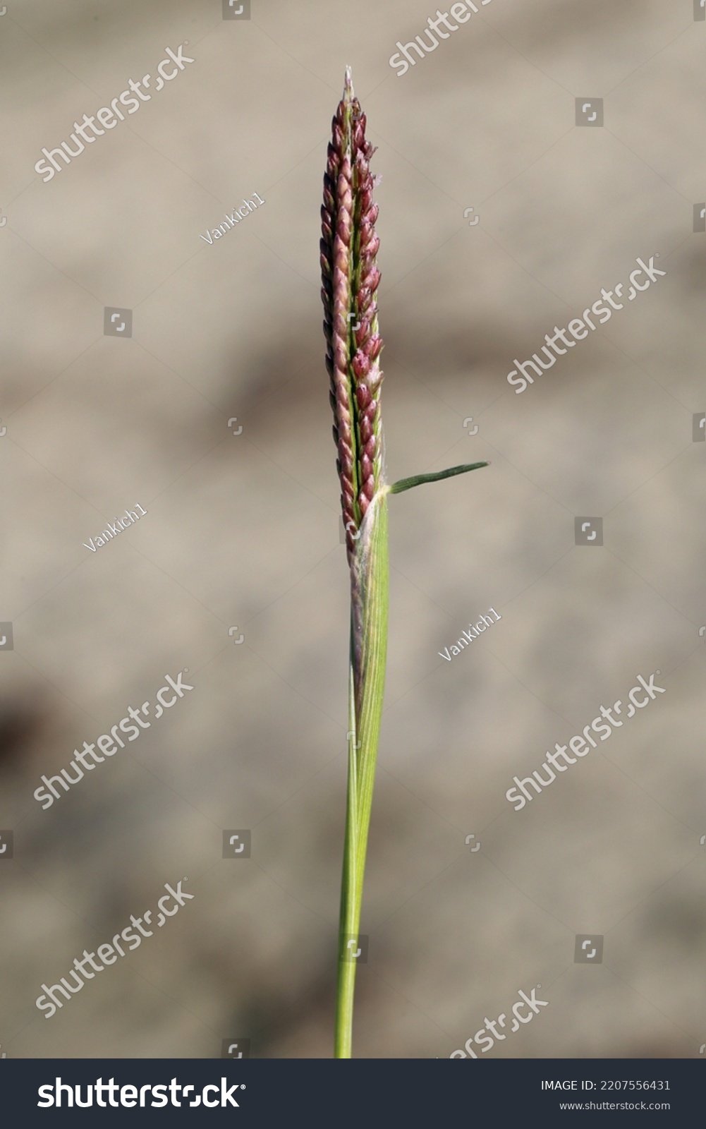 Cynodon Dactylon Bermuda Grass Couch Grass Stock Photo 2207556431 ...