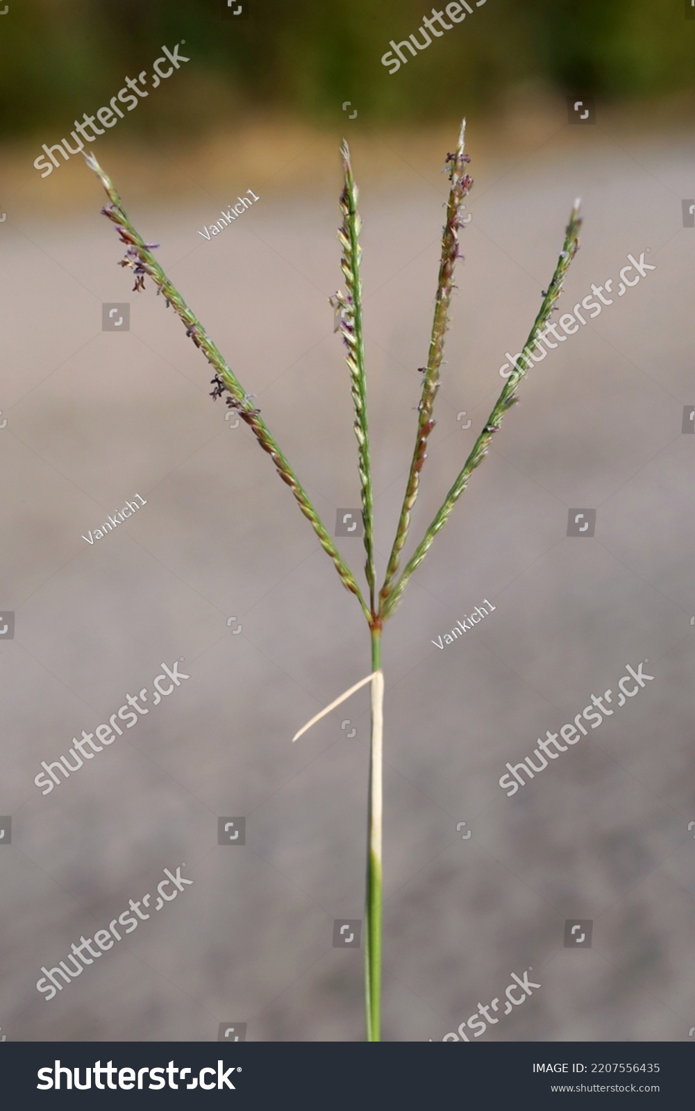 Cynodon Dactylon Bermuda Grass Couch Grass Stock Photo 2207556435 ...