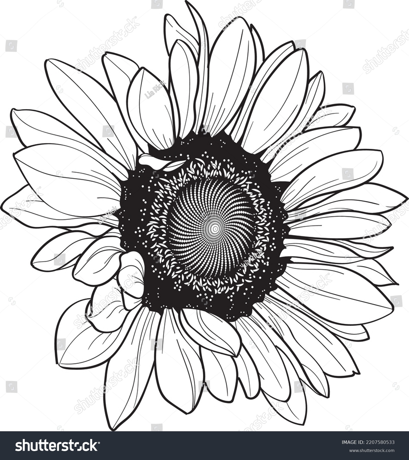 Sunflower Line Art Vector Floral Linear Stock Vector (Royalty Free ...