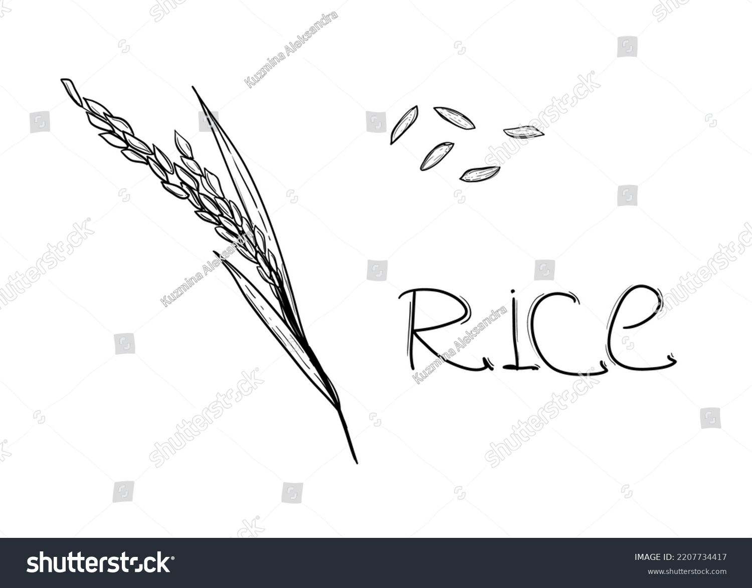 Hand Drawn Sketch Black White Rice Stock Vector (Royalty Free