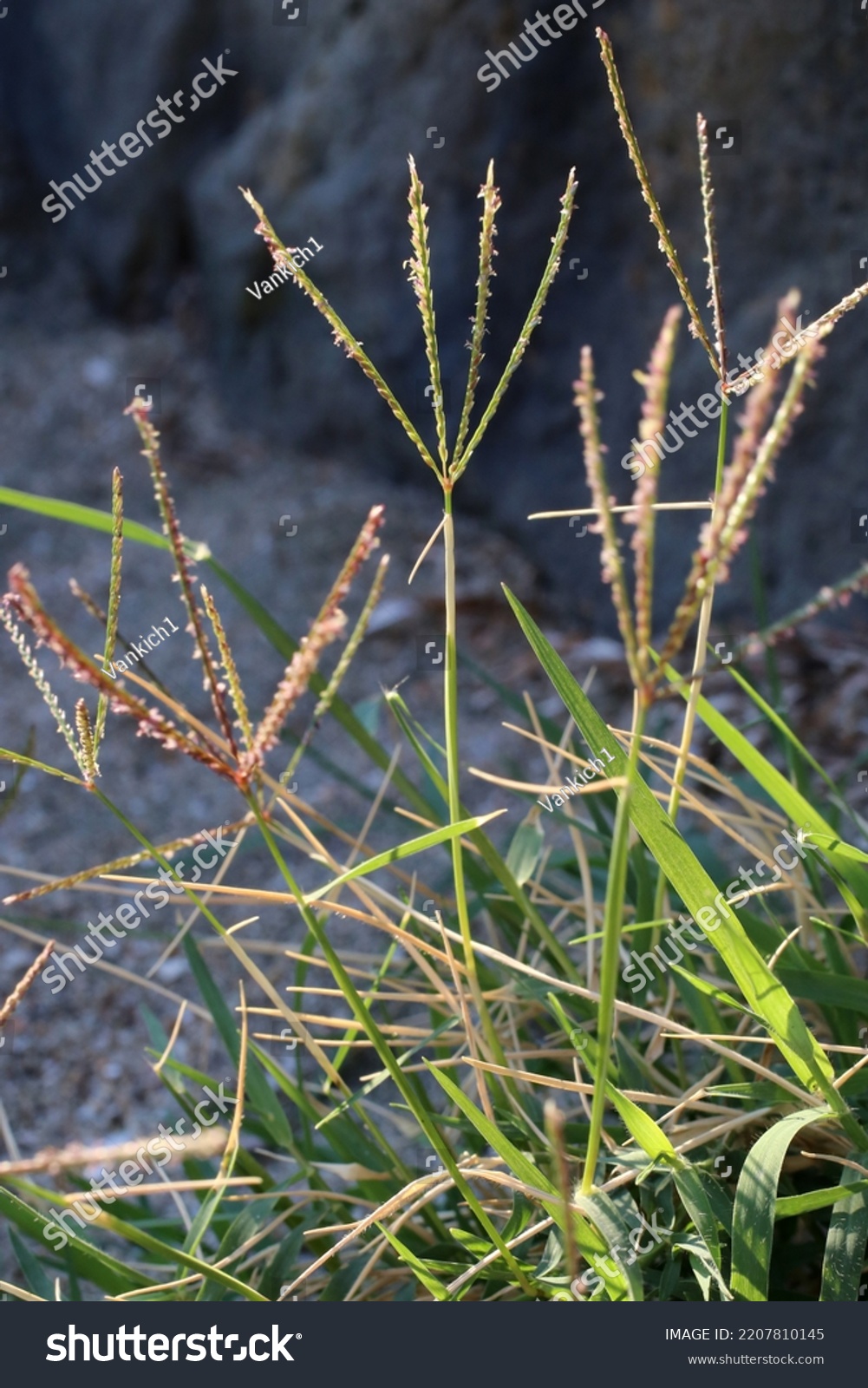 Cynodon Dactylon Bermuda Grass Couch Grass Stock Photo 2207810145 ...