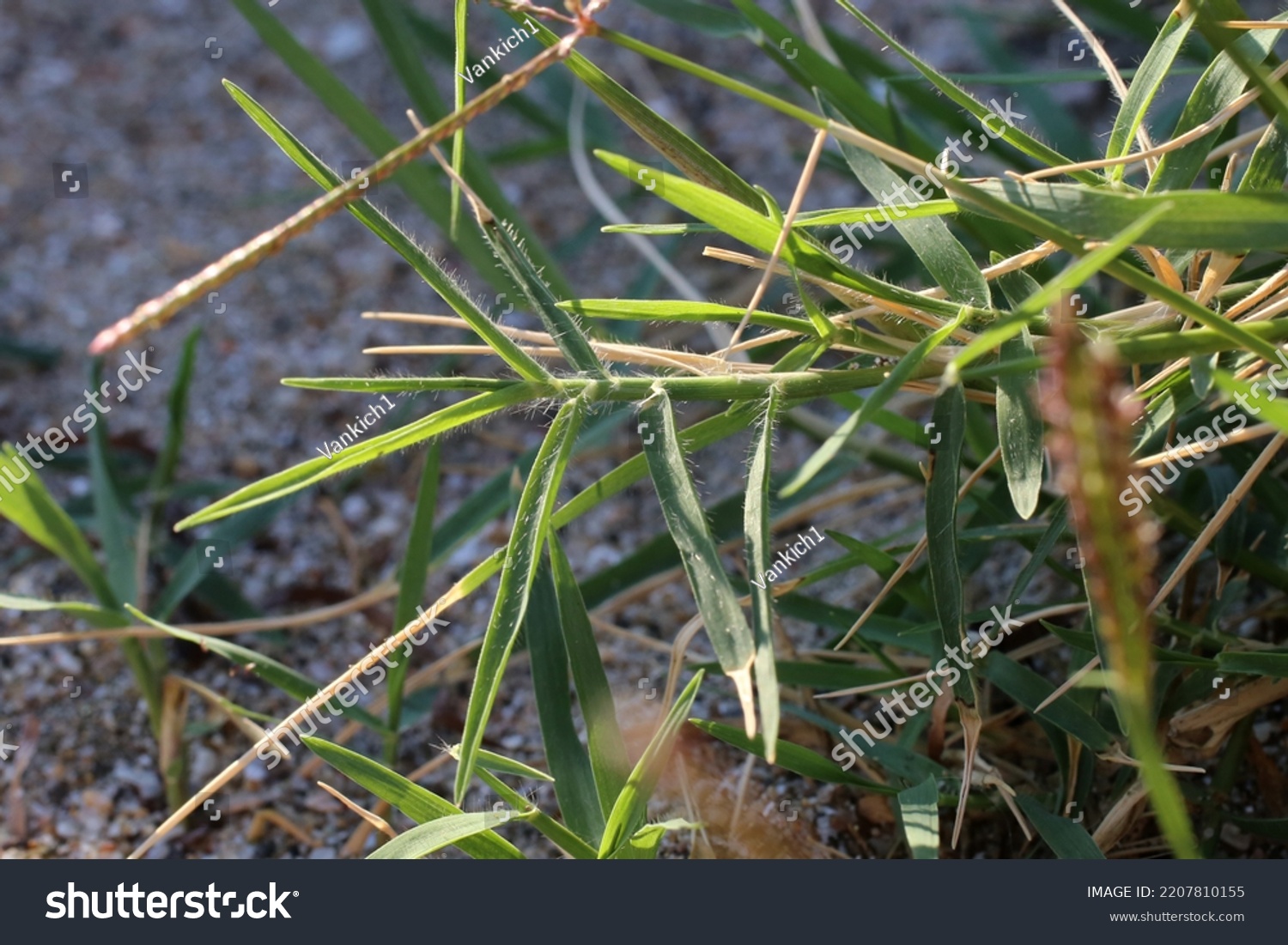 Cynodon Dactylon Bermuda Grass Couch Grass Stock Photo 2207810155 ...