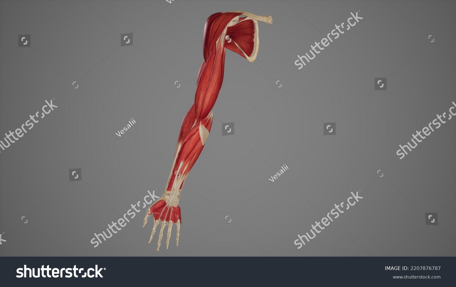 Anterior View Upper Limb Muscles3d Rendering Stock Illustration ...