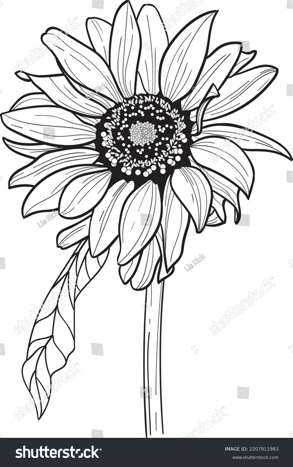 Sunflower Line Art Vector Floral Linear Stock Vector (Royalty Free ...