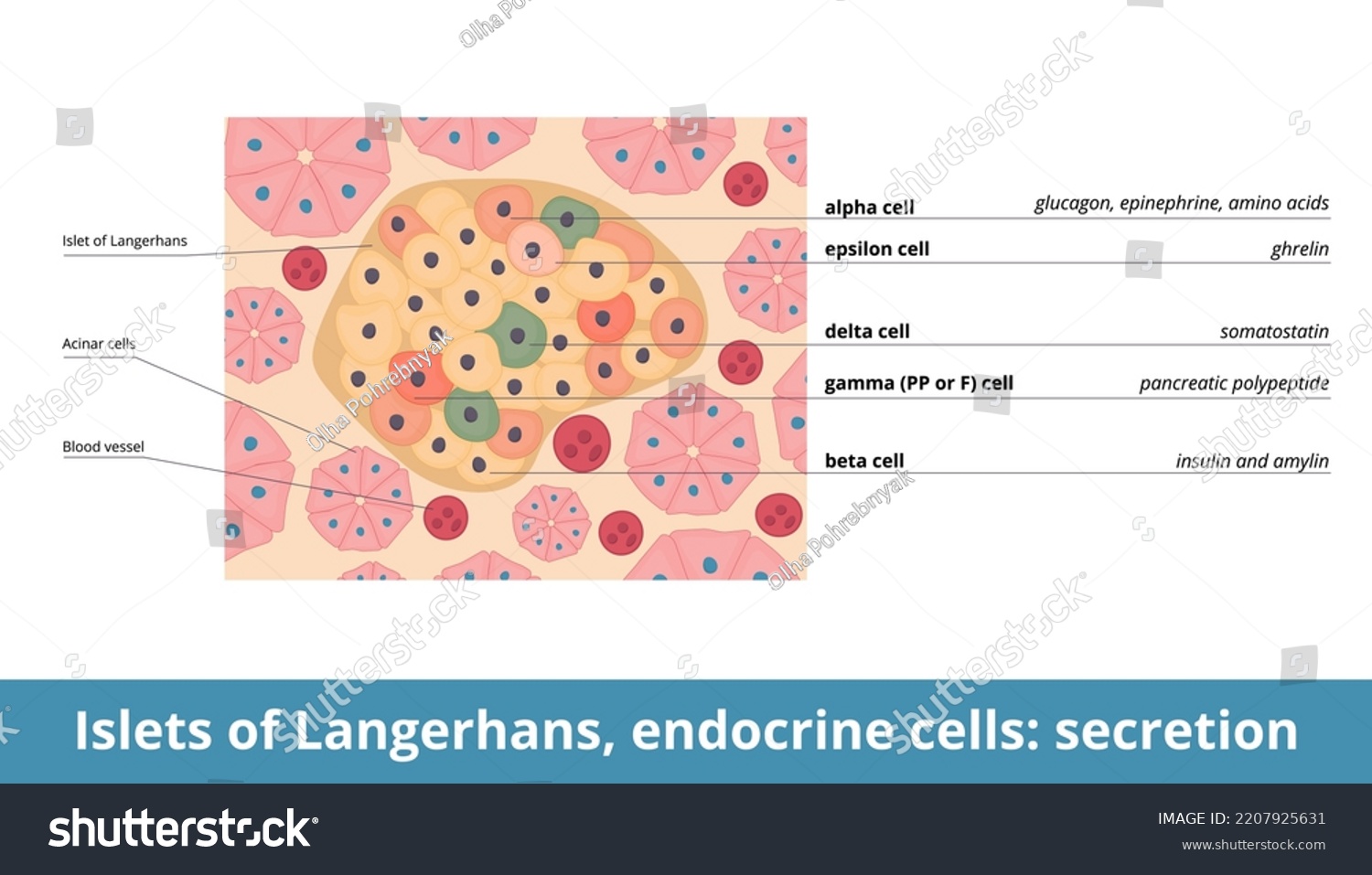 islets-langerhans-endocrine-cells-secretion-endocrine-stock-vector