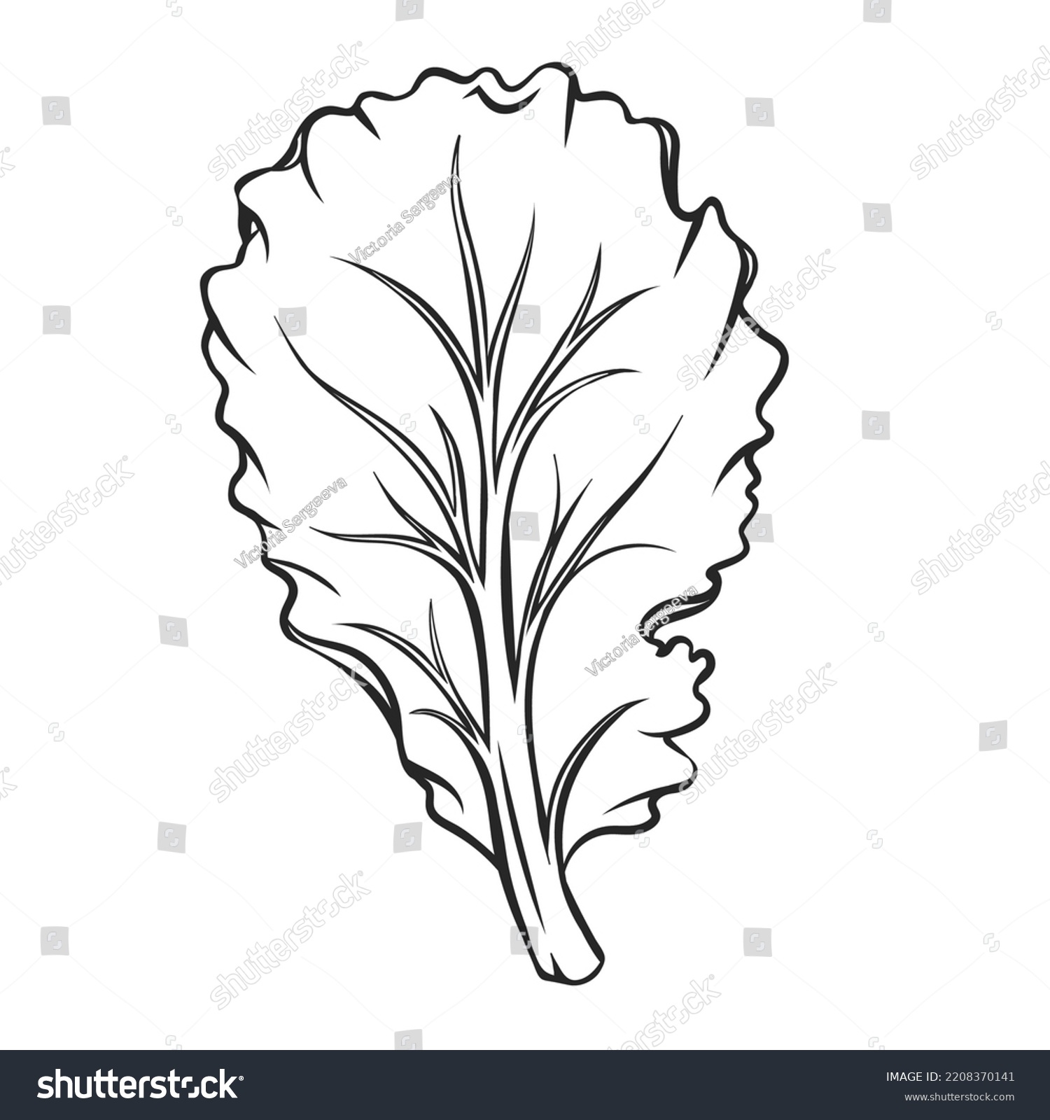 Outline Falling Lettuce Leaf Vector Illustration Stock Vector Royalty