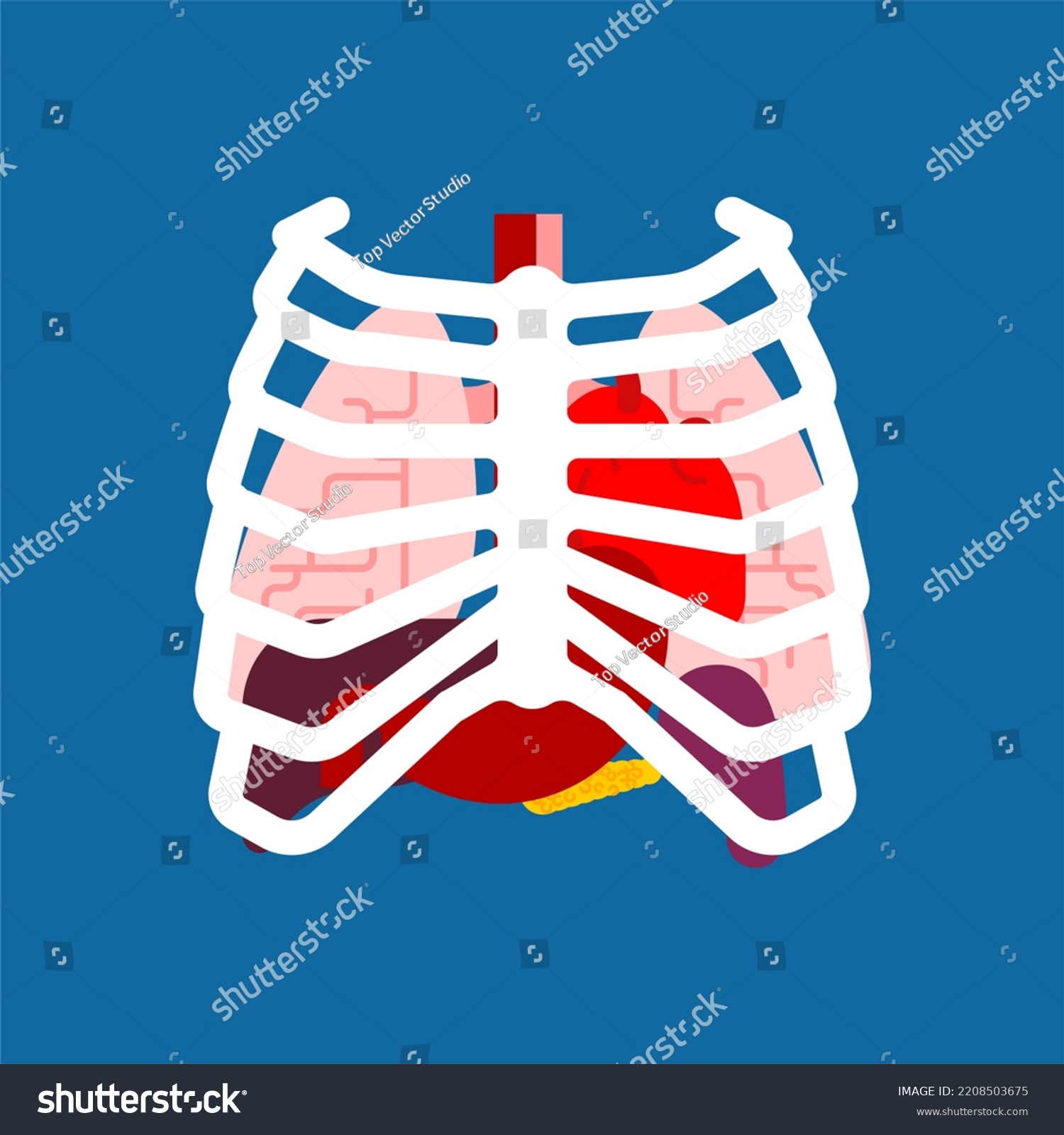 rib-cage-internal-organs-human-anatomy-stock-illustration-2208503675