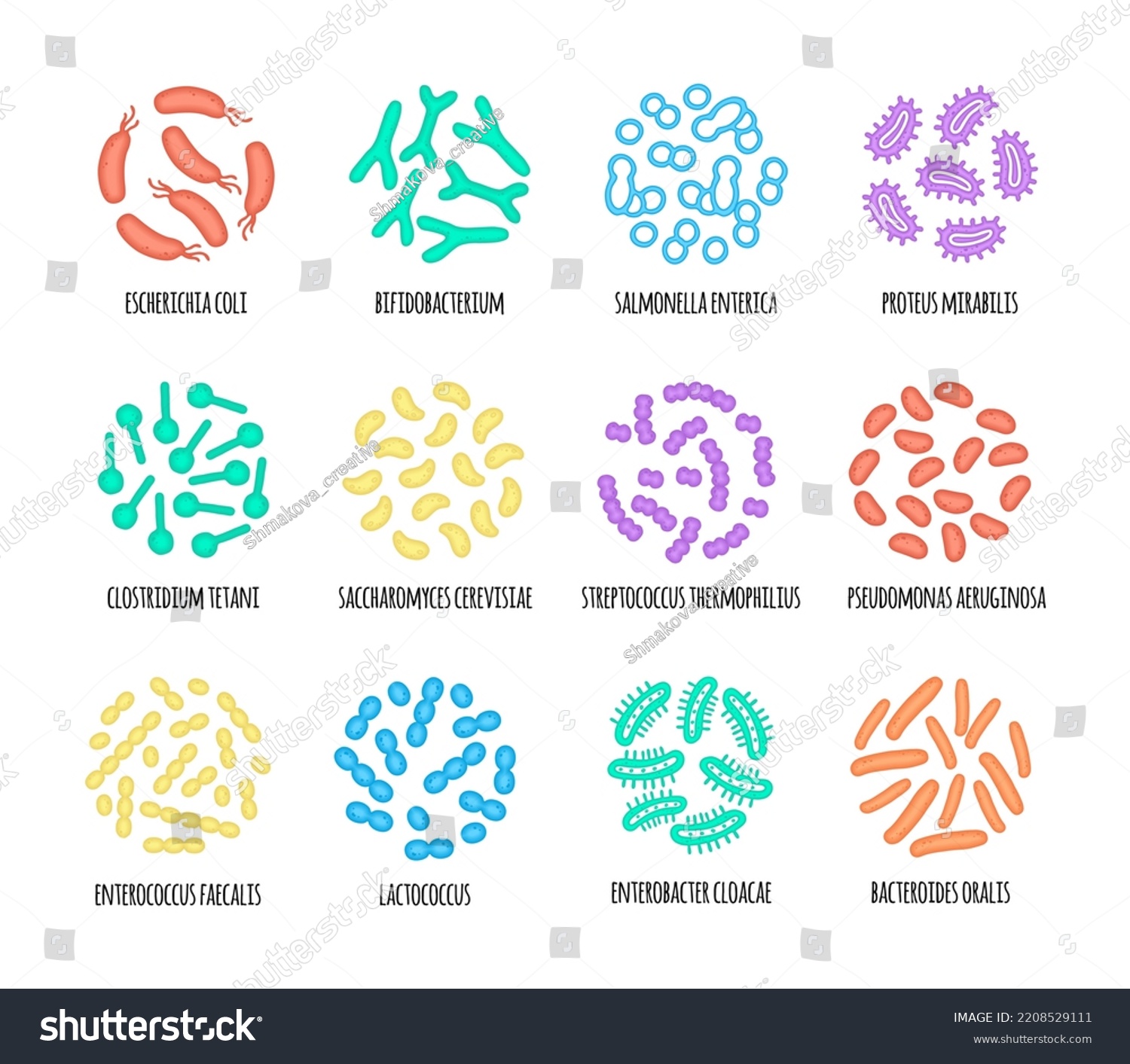 Human Microbiome Illustration Bacterial Species Vector Stock Vector ...