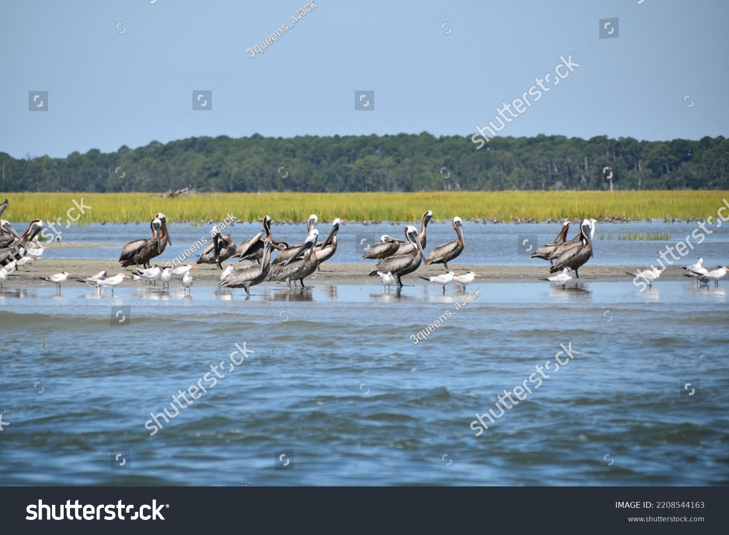 Coastal Birds Standing Along Edge Tidal Stock Photo 2208544163 ...